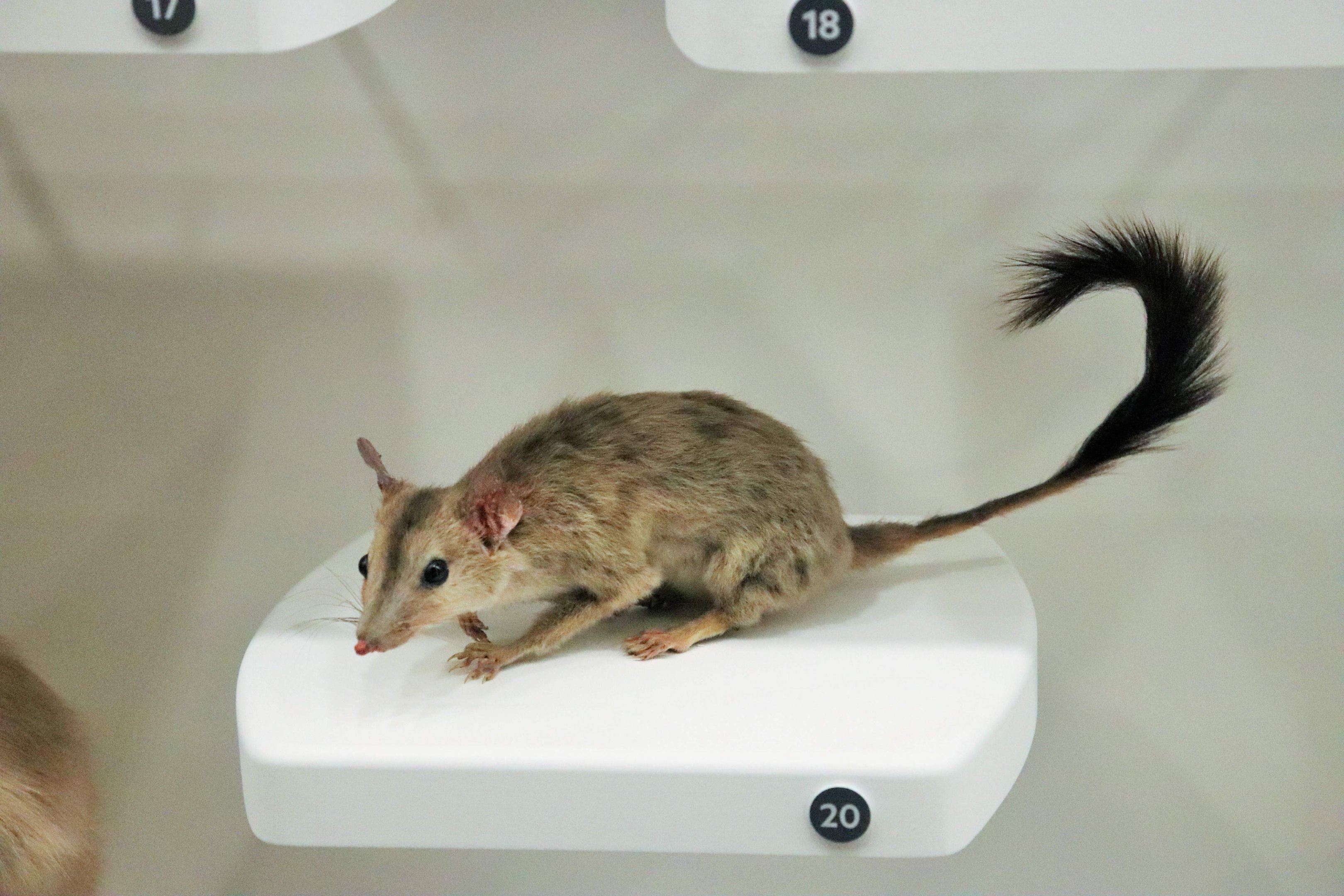 Brush-tailed Phascogale (Phascogale tapoatafa)