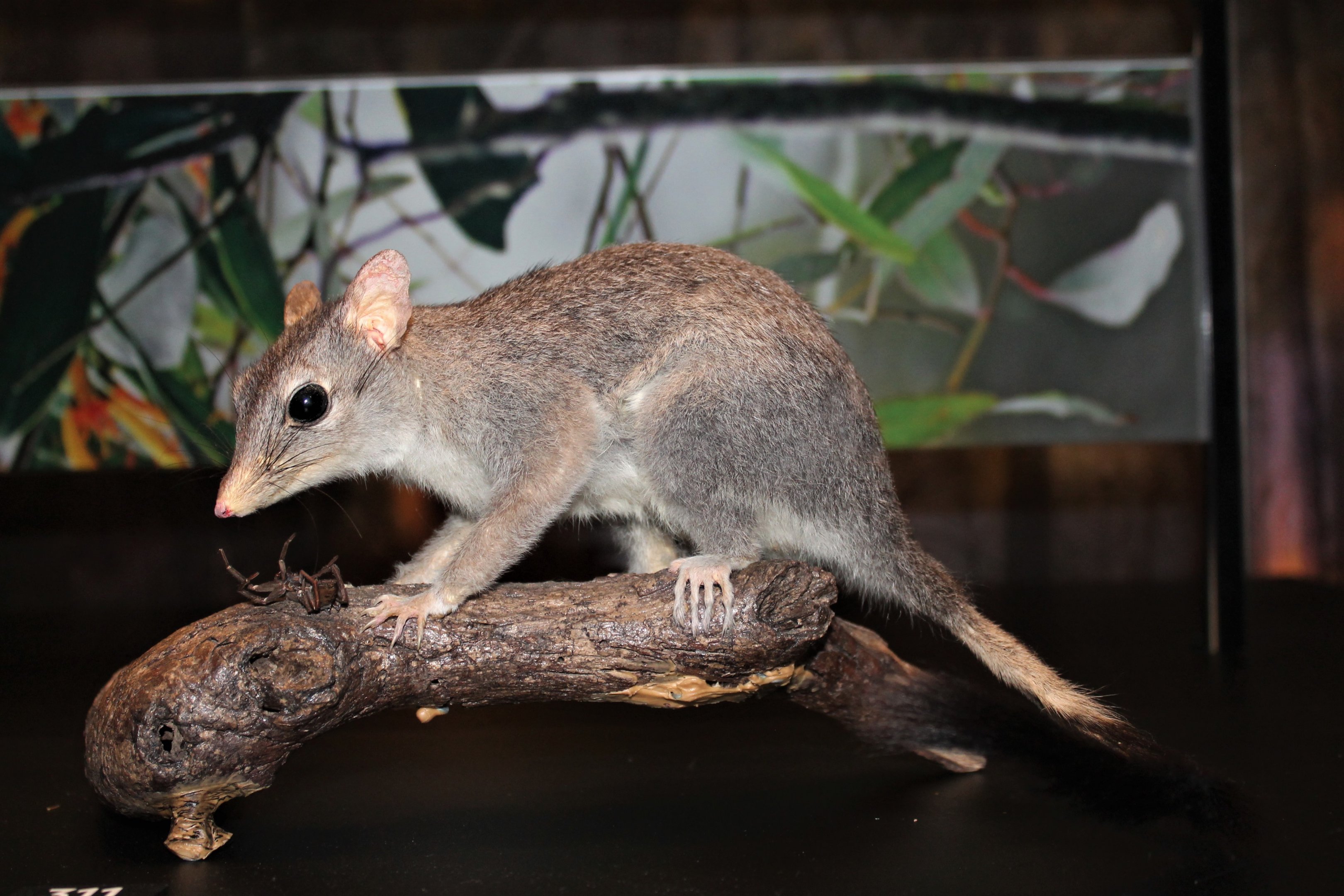 Brush-tailed Phascogale (Phascogale tapoatafa)