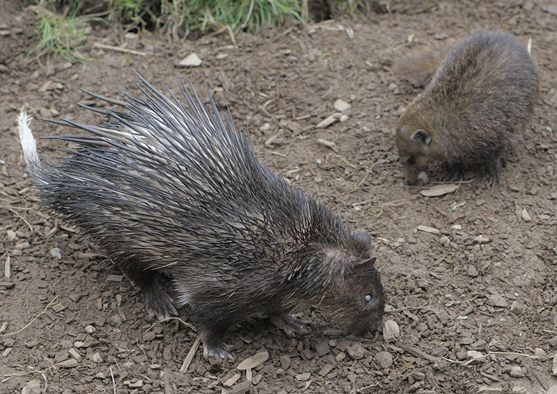 Brush-tailed porcupine and Cusimanse