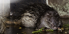 Brush Tailed Porcupine - Atherurus macrourus - Melaka Zoo - 2009