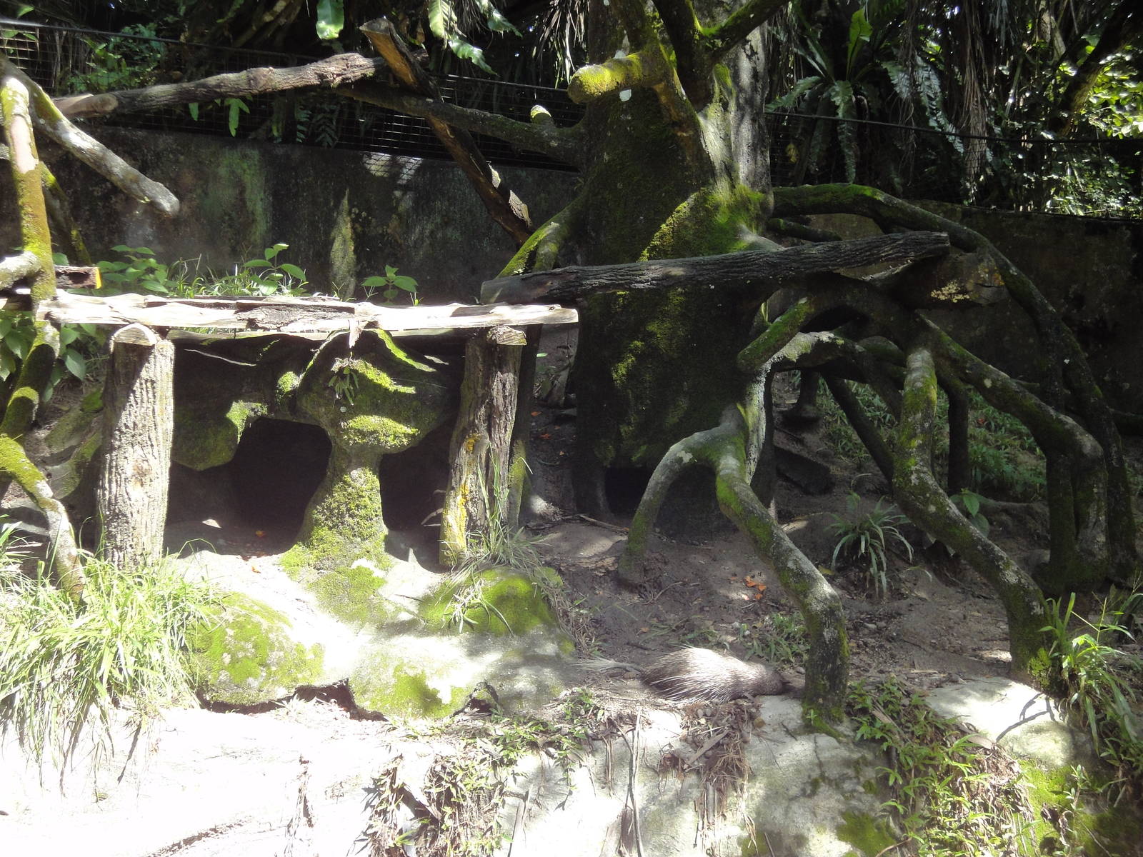 Brush Tailed Porcupine Enclosure