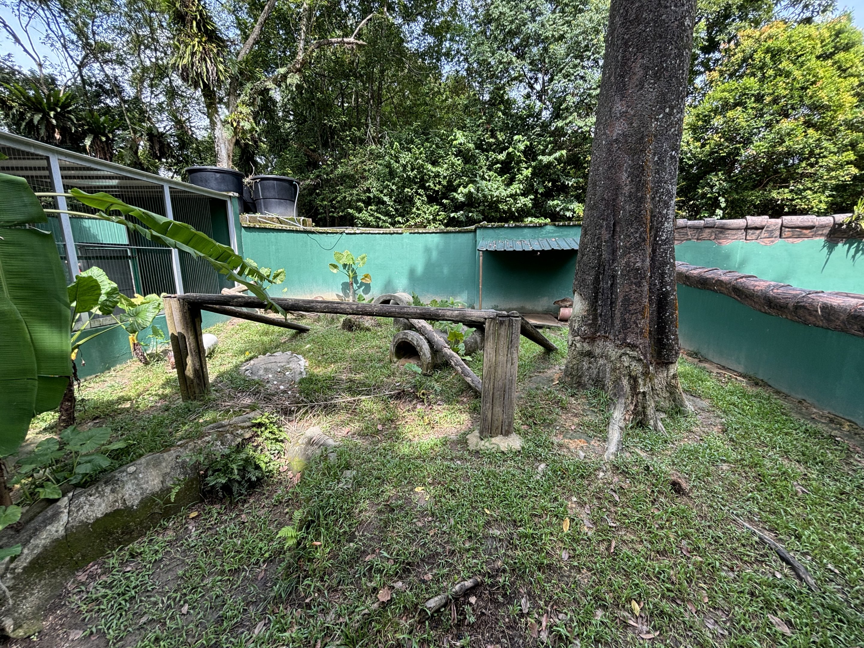 Brush-tailed Porcupine Exhibit