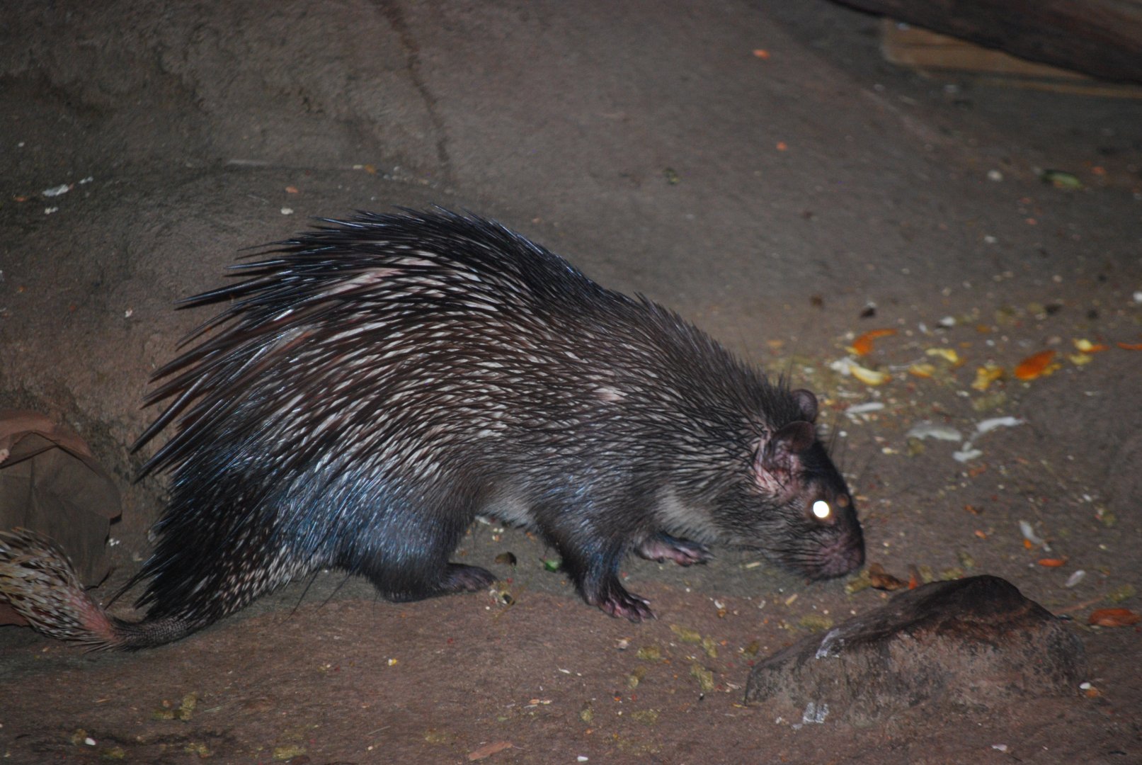 Brush-Tailed Porcupine