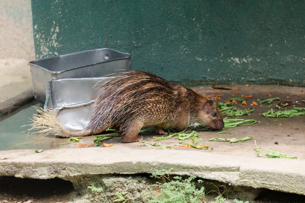 Brush-tailed Porcupine