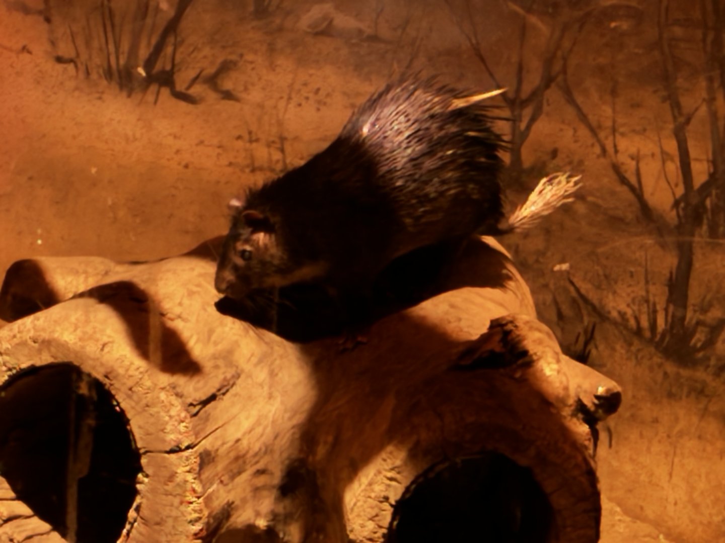 Brush Tailed Porcupine