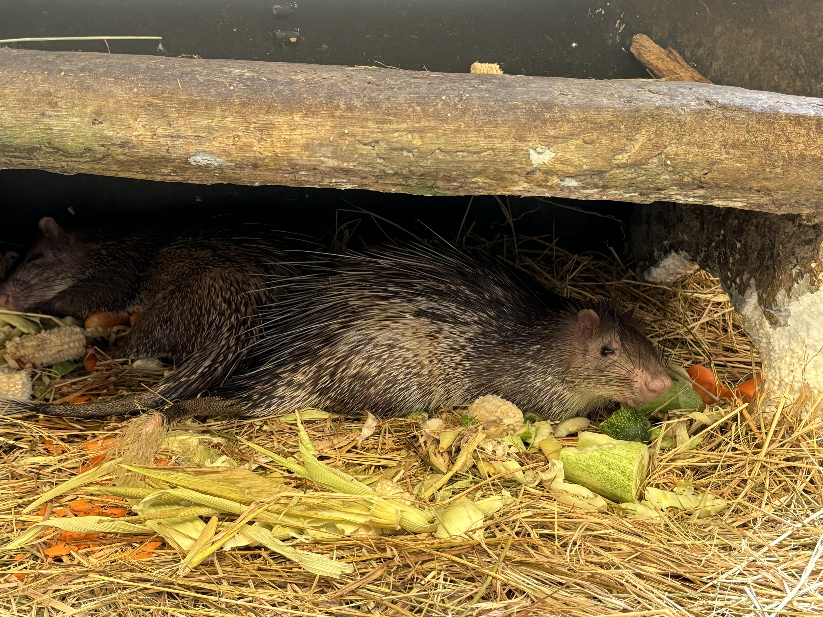 Brush-tailed Porcupines