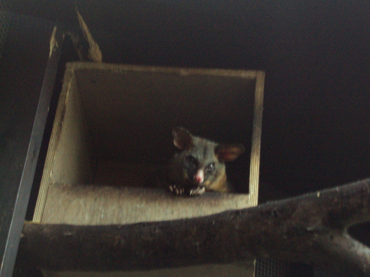 Brush-tailed Possum 22/12/2019