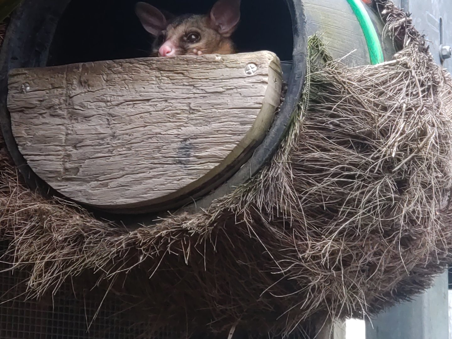 Brush-tailed Possum 6/6/23