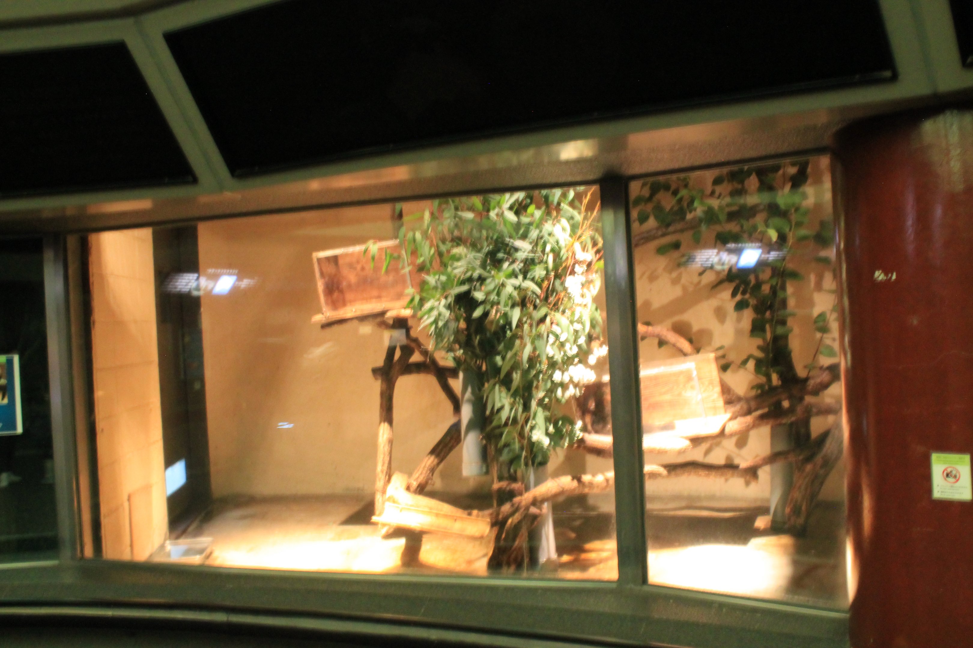 Brush-tailed Possum enclosure within Koala House