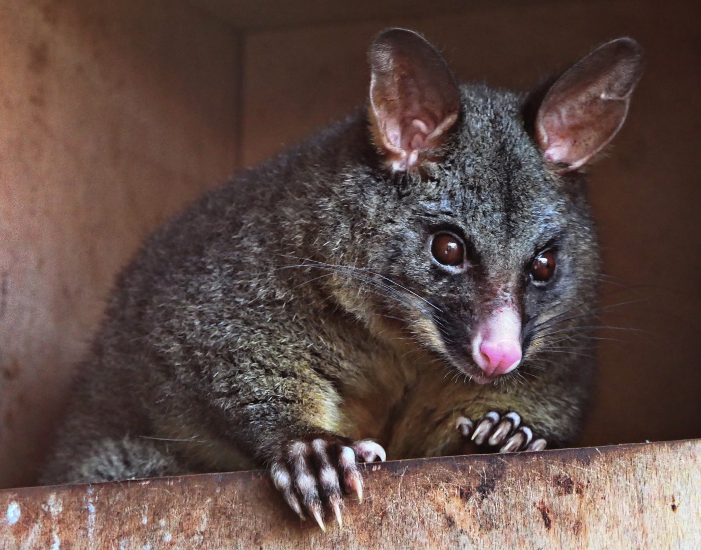 Brush-tailed possum - Hamerton - 27/2/19