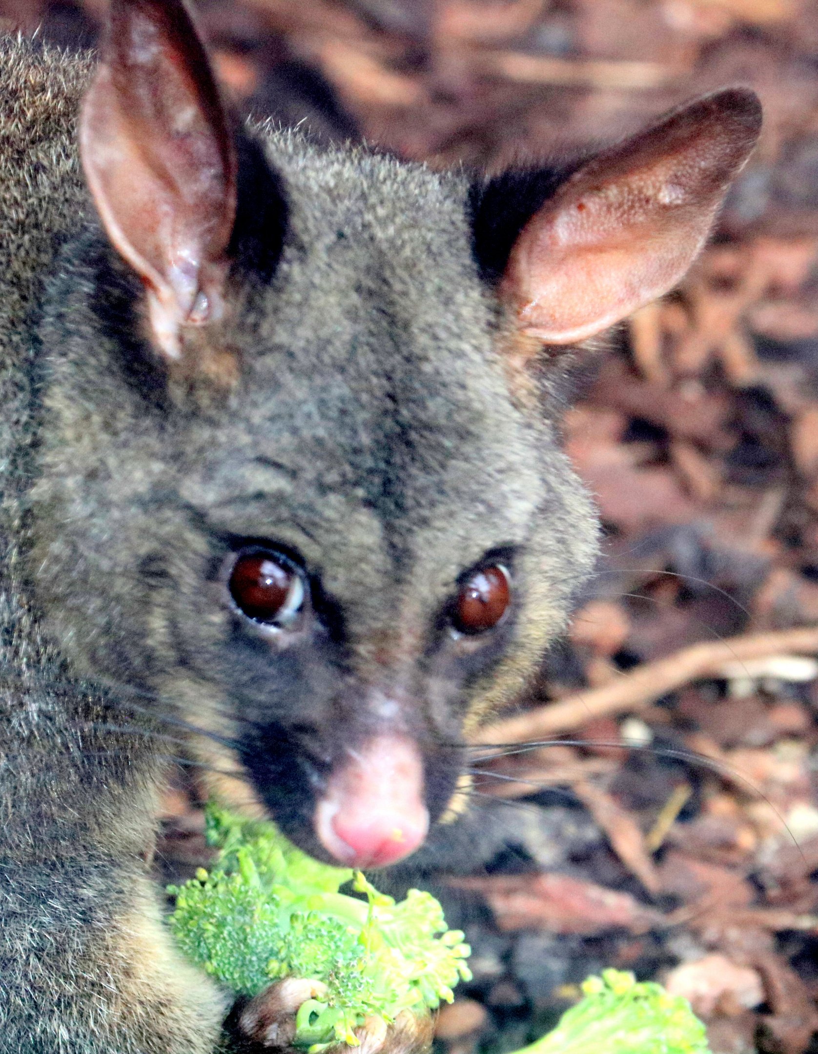 Brush-tailed possum; Hamerton; 3rd August 2019