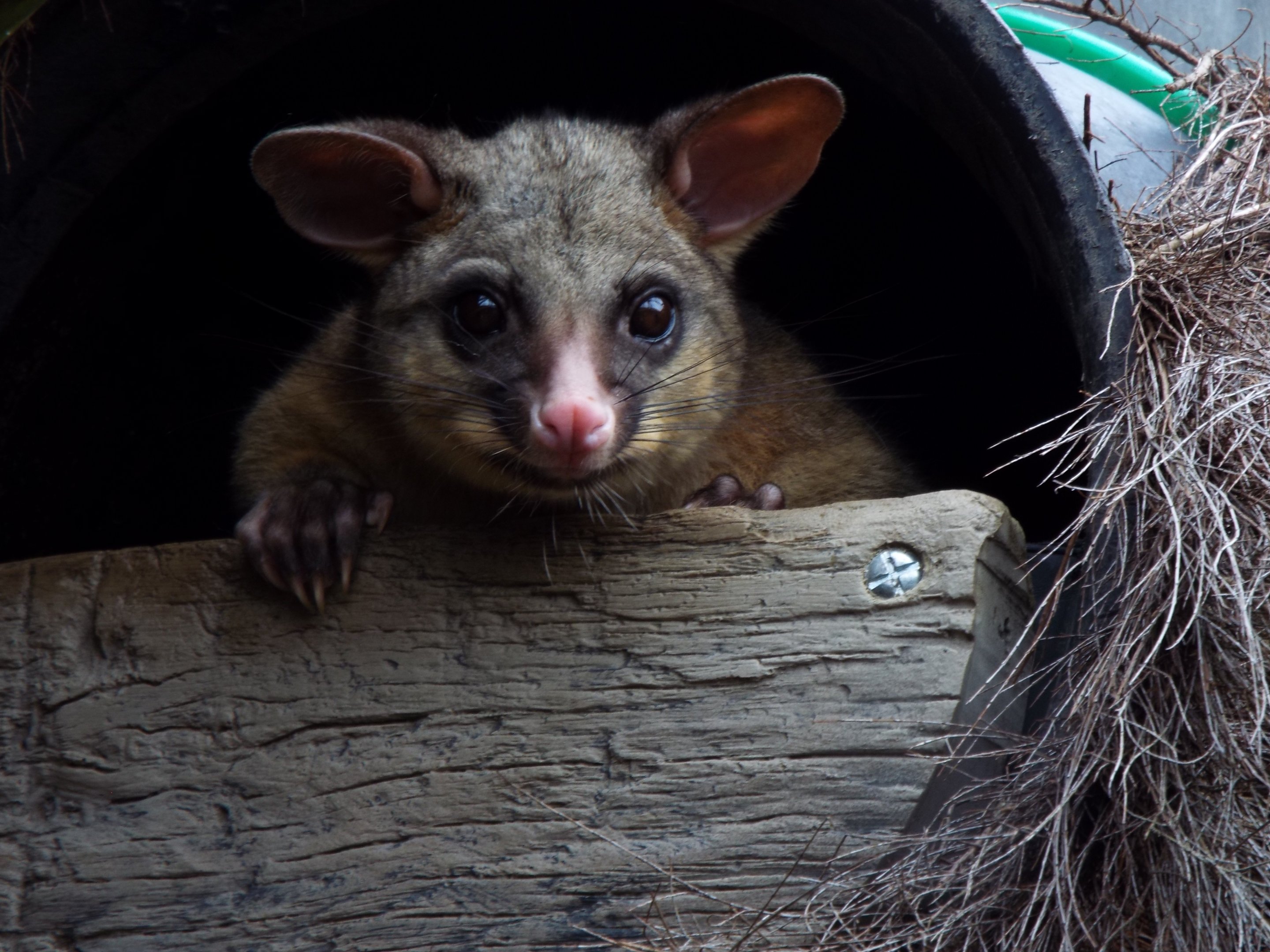 Brush-tailed possum - Hamerton