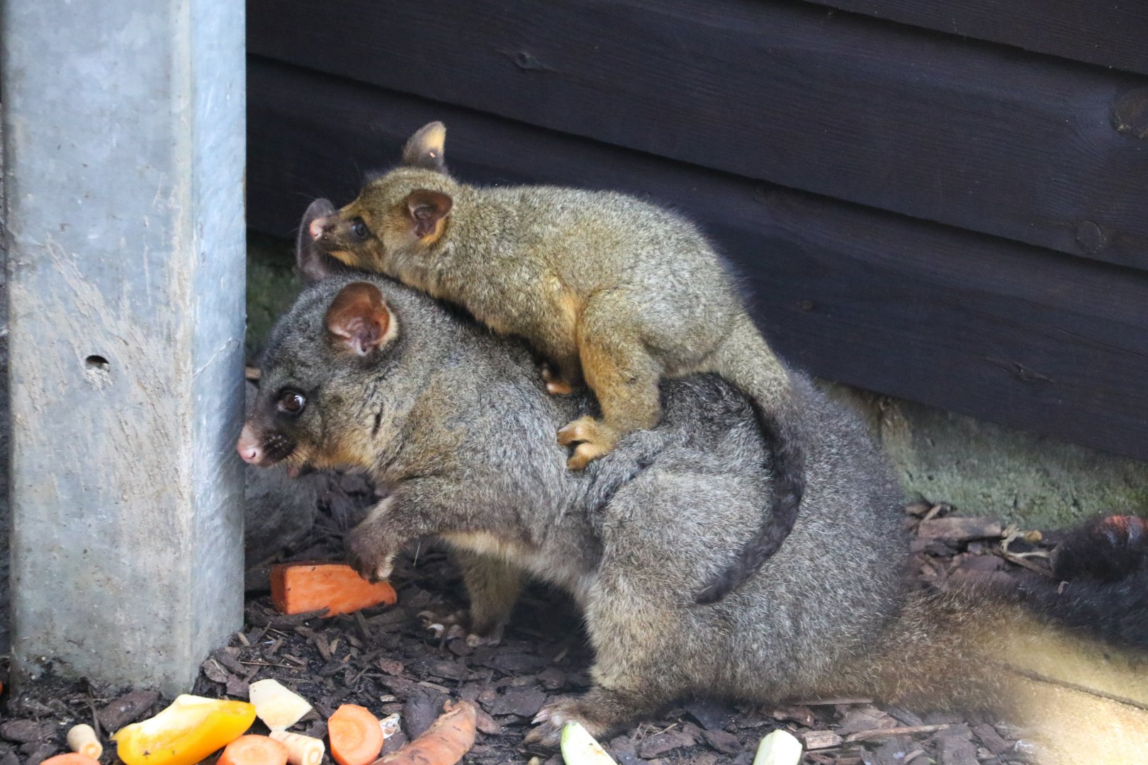 Brush tailed possum & joey / Hamerton / 1-4-19