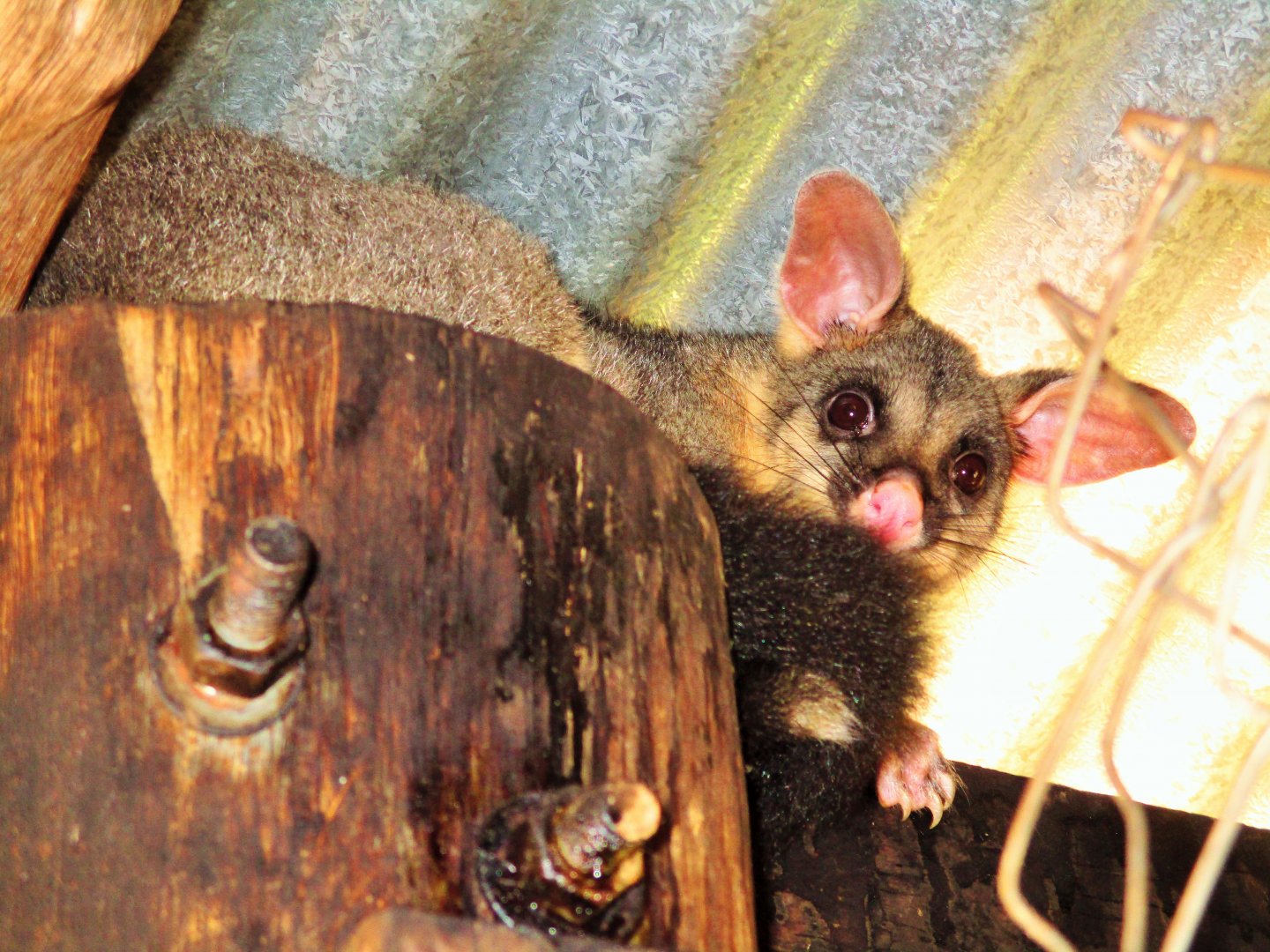Brush-tailed Possum (Trichosurus vulpecula)
