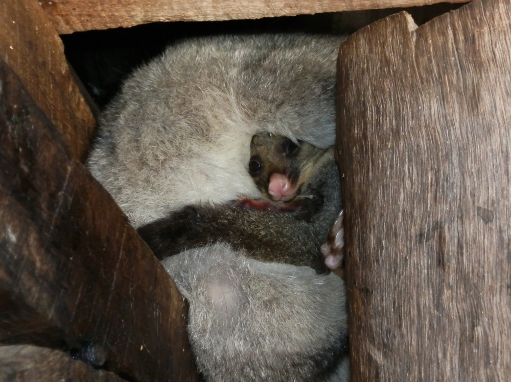 Brush Tailed Possum