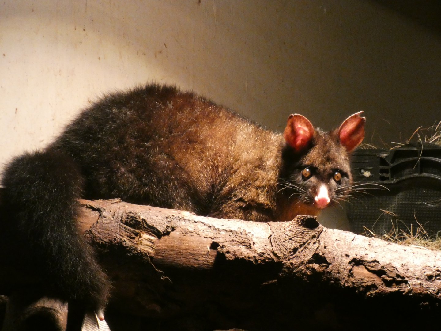 Brush-tailed Possum