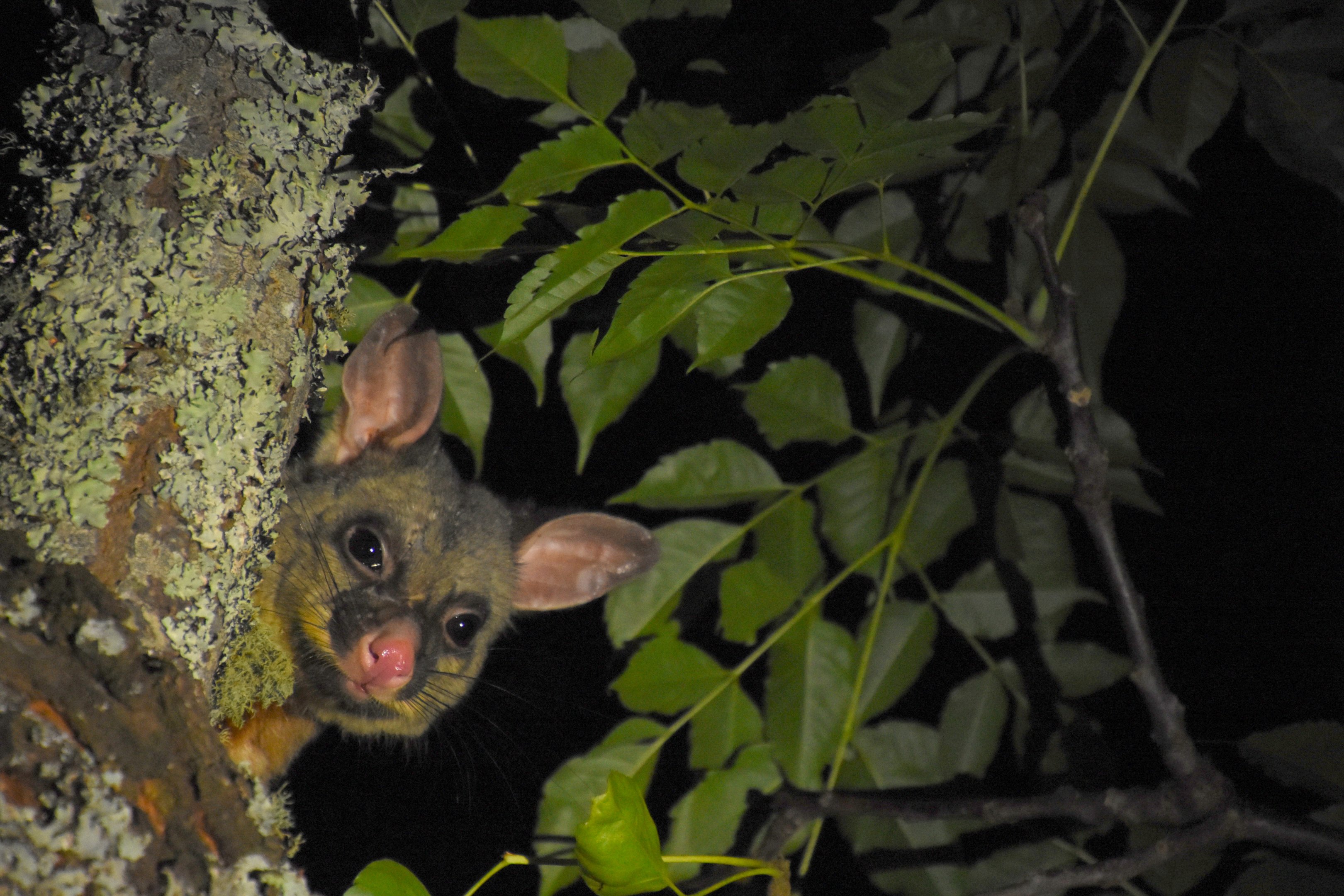 Brush-tailed possum