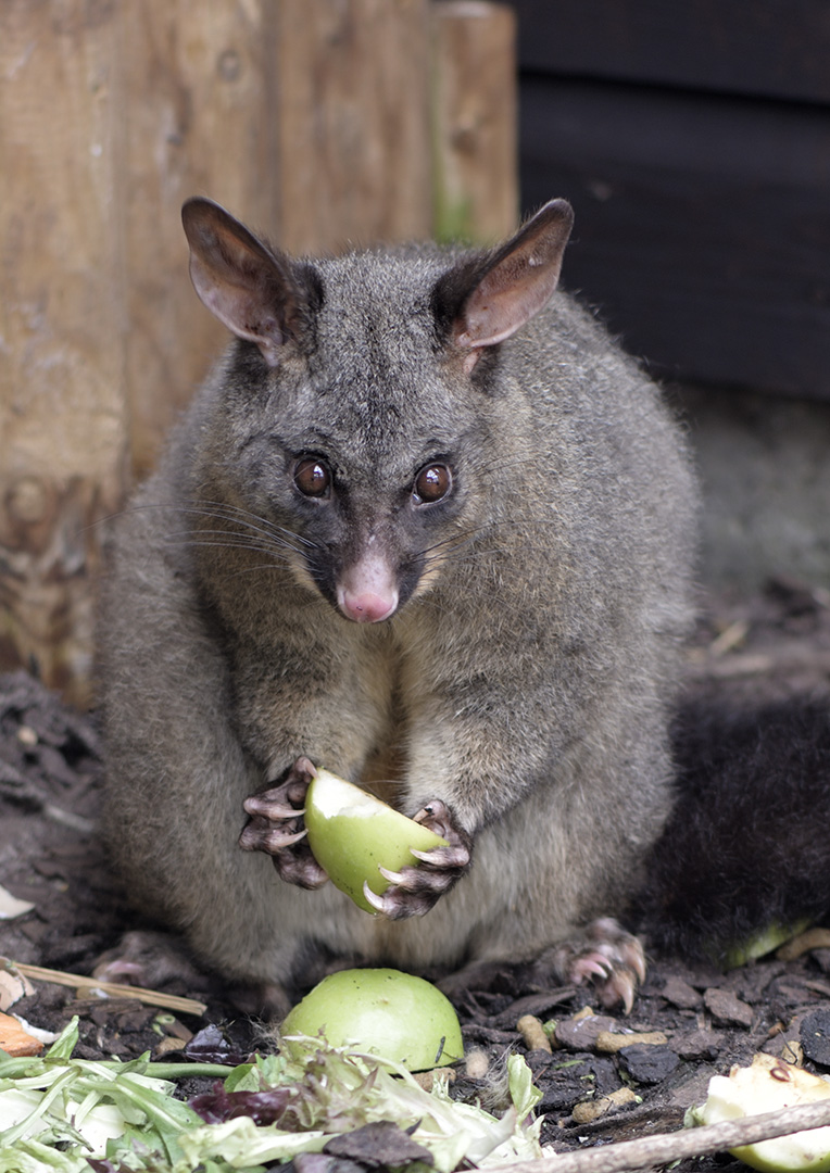 Brush-tailed possum