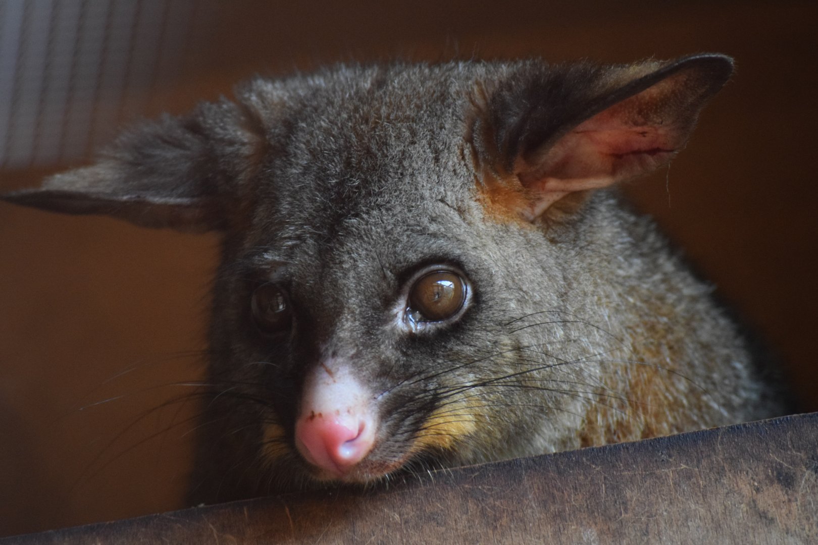 Brush-tailed possum