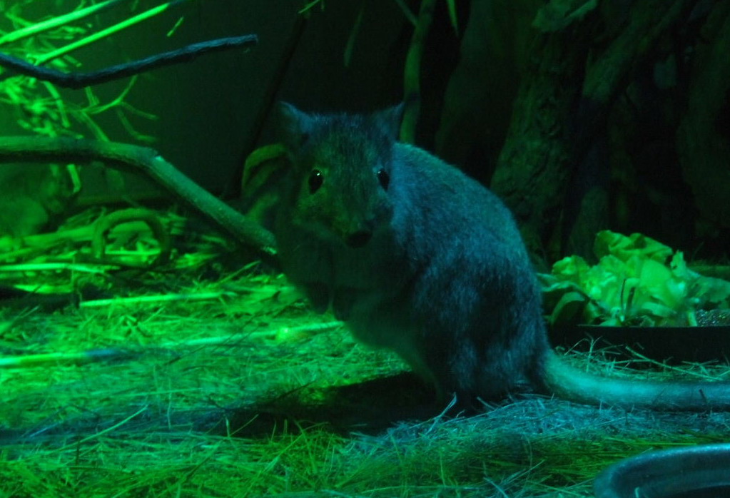 Brush-tailed rat-kangaroo @ Budapest Zoo