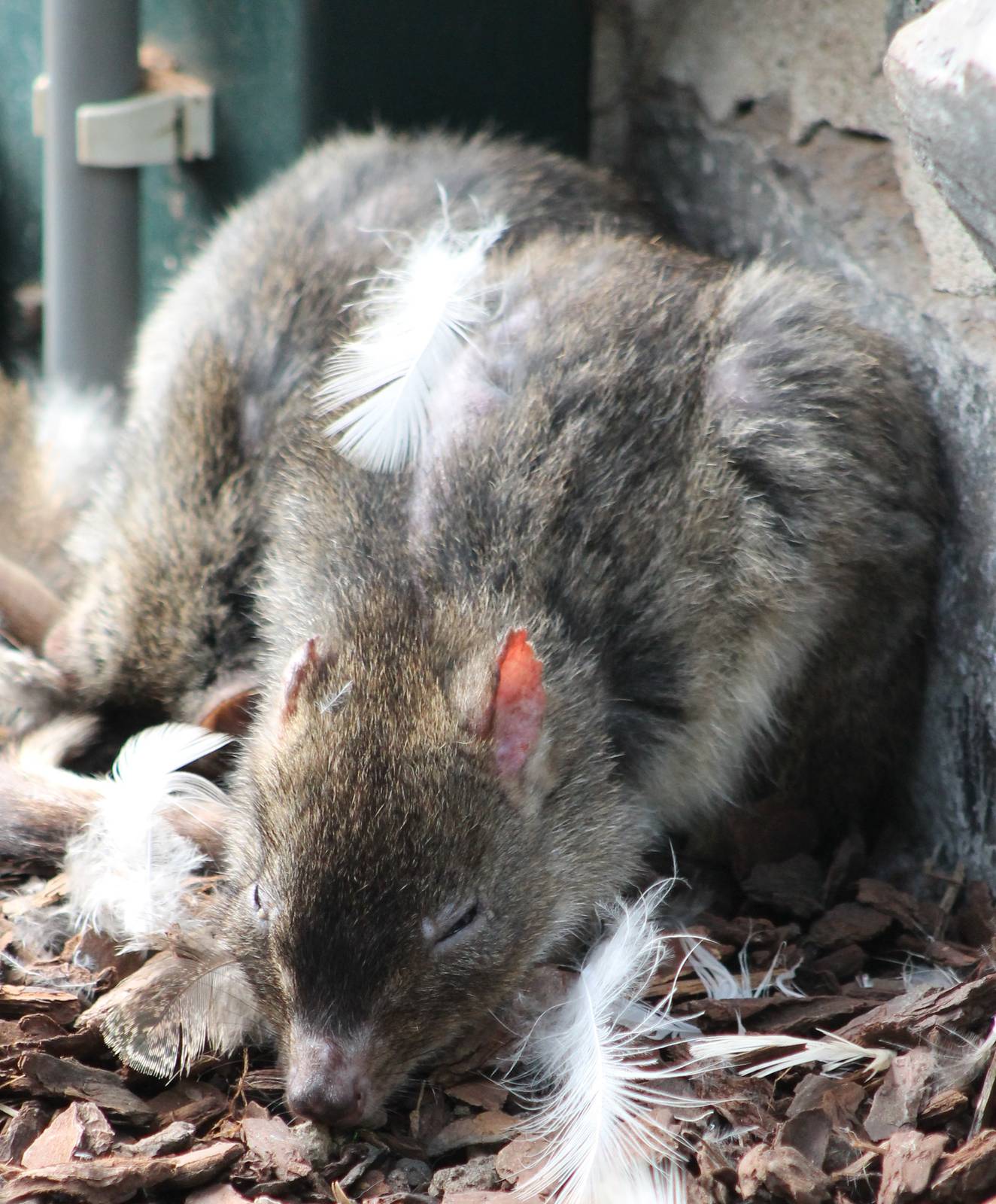 Brush-tailed rat-kangaroo