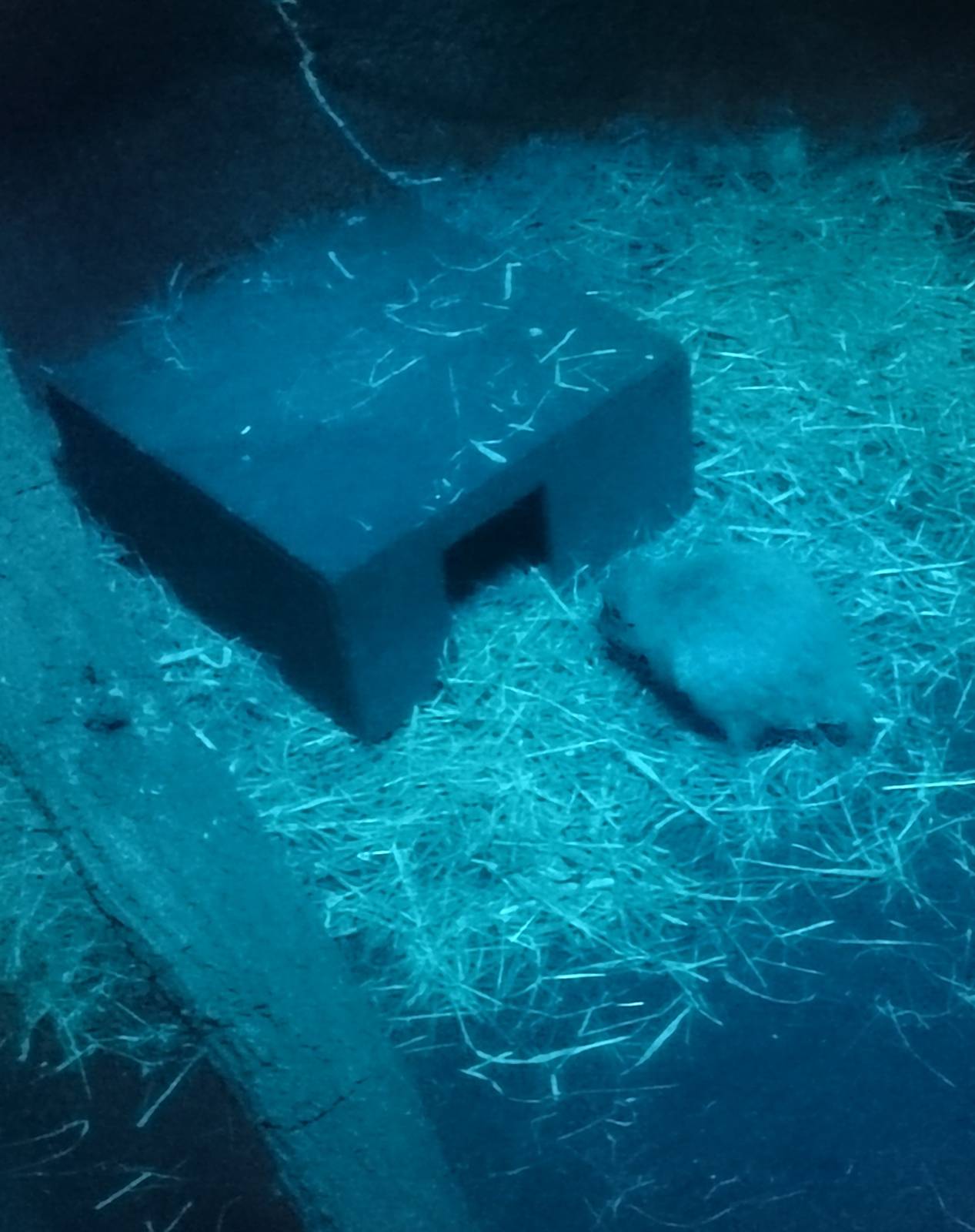 Brush-tailed rat kangaroo