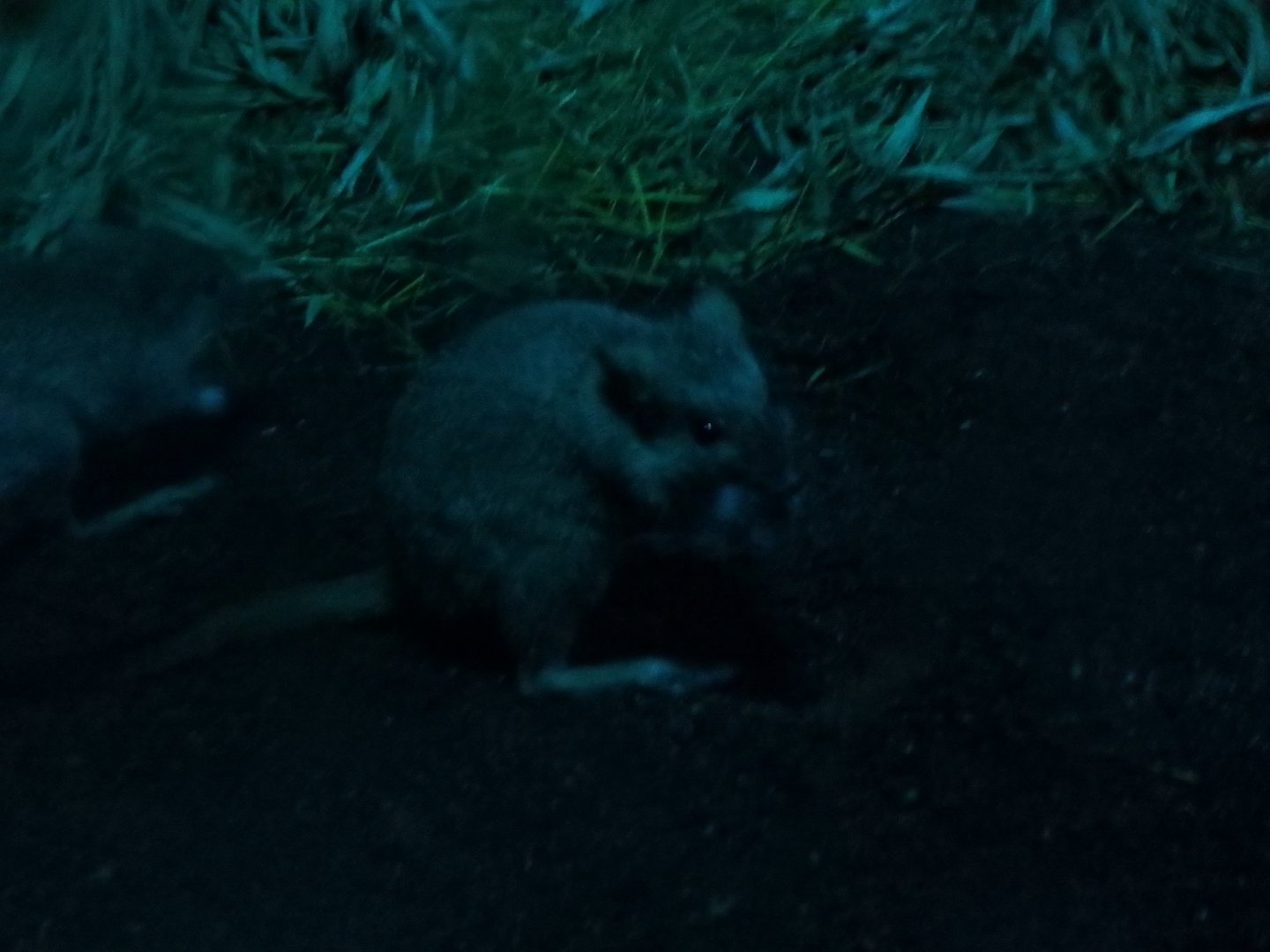 Brush-tailed rat-kangaroo