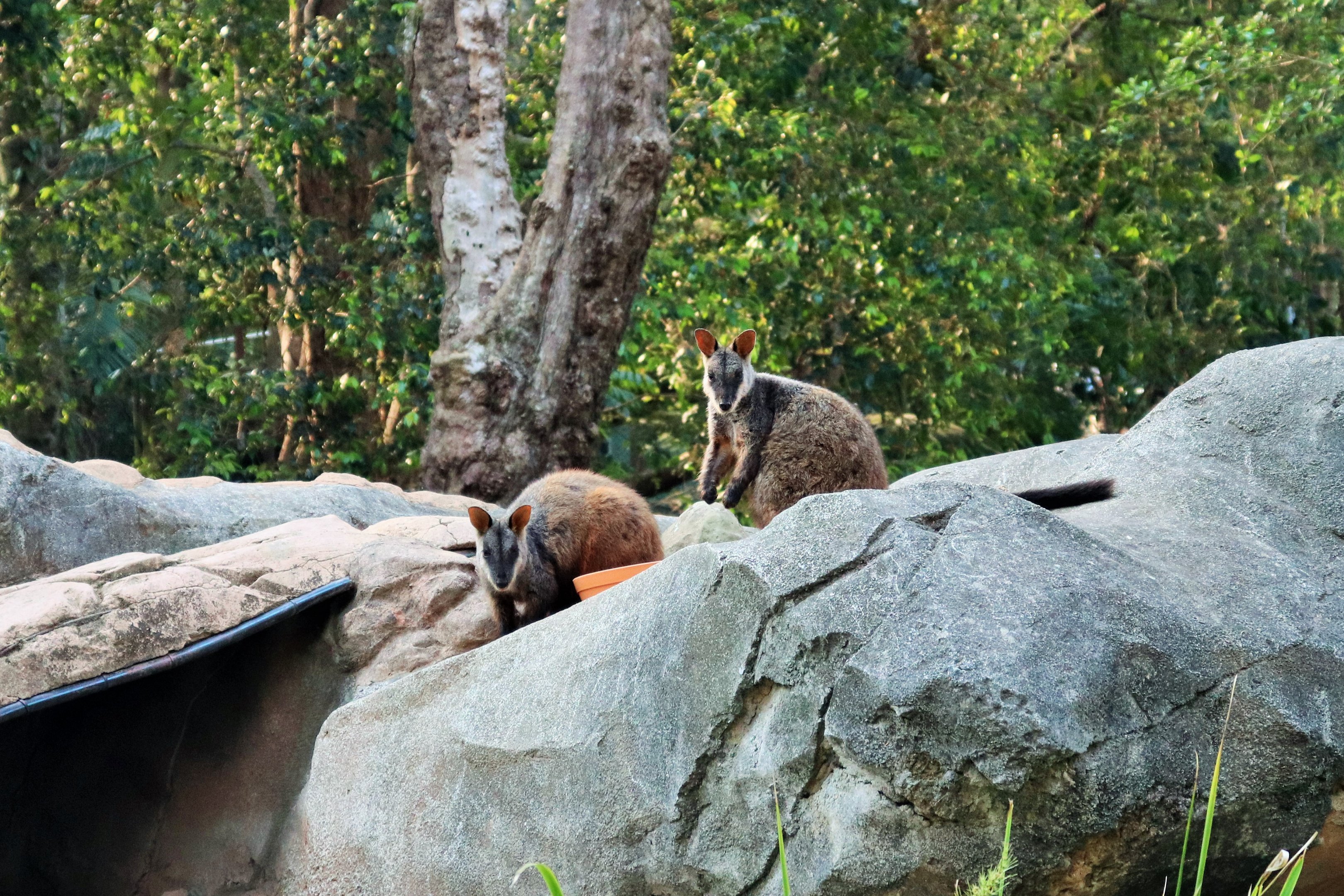 Brush-tailed Rock Wallabies (Petrogale penicillata)