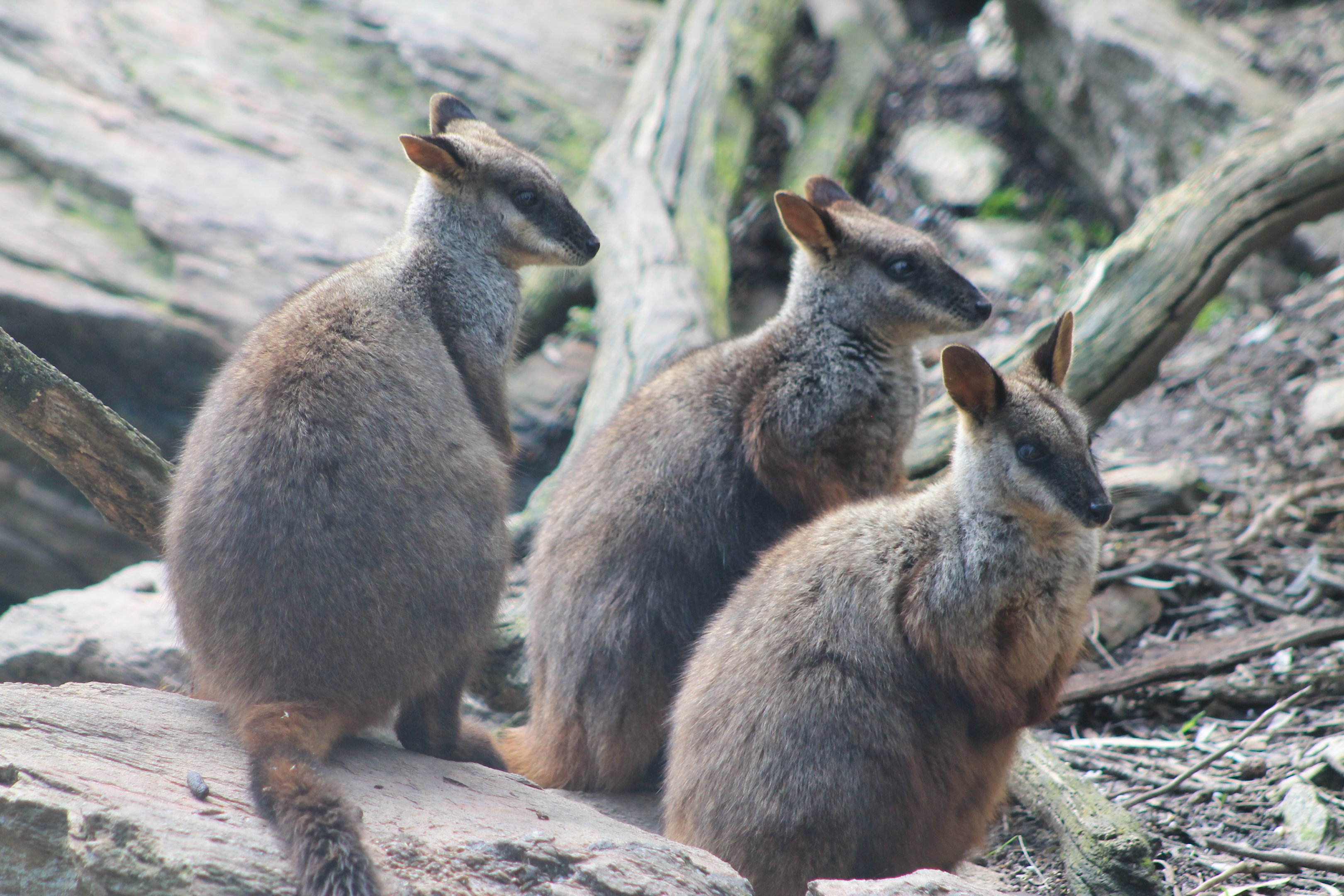 Brush-tailed Rock Wallabies