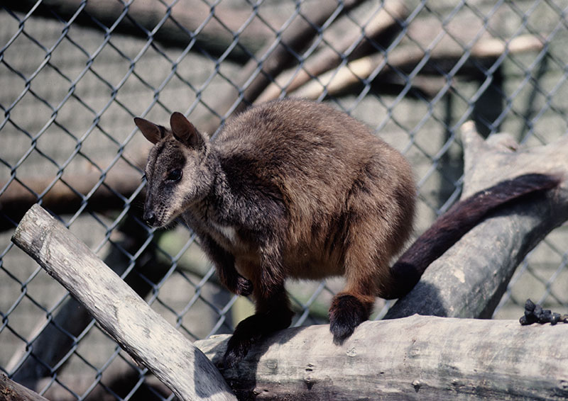 Brush-tailed rock wallaby 1983