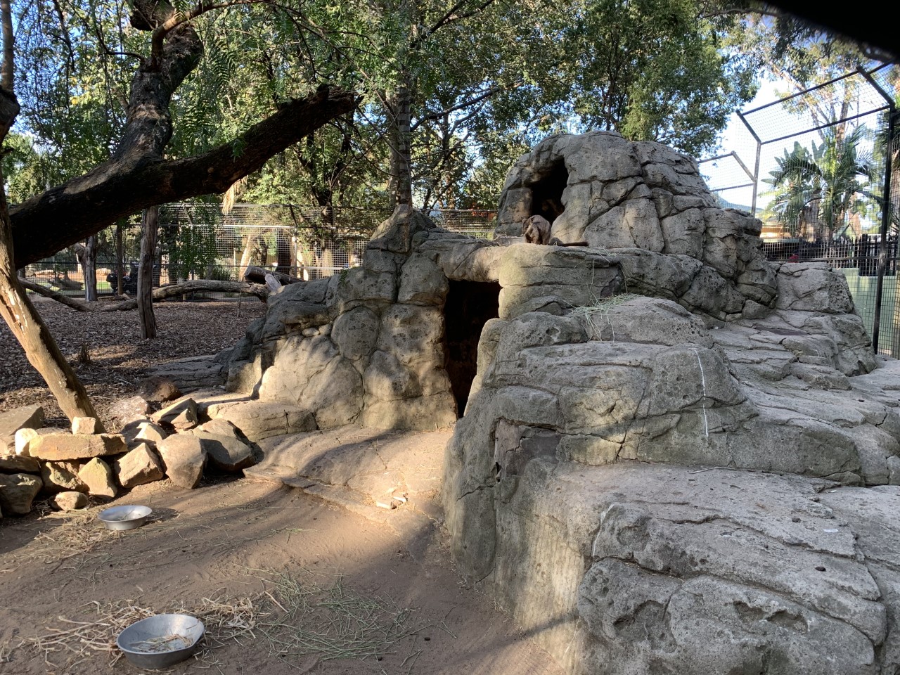Brush-tailed Rock Wallaby Enclosure