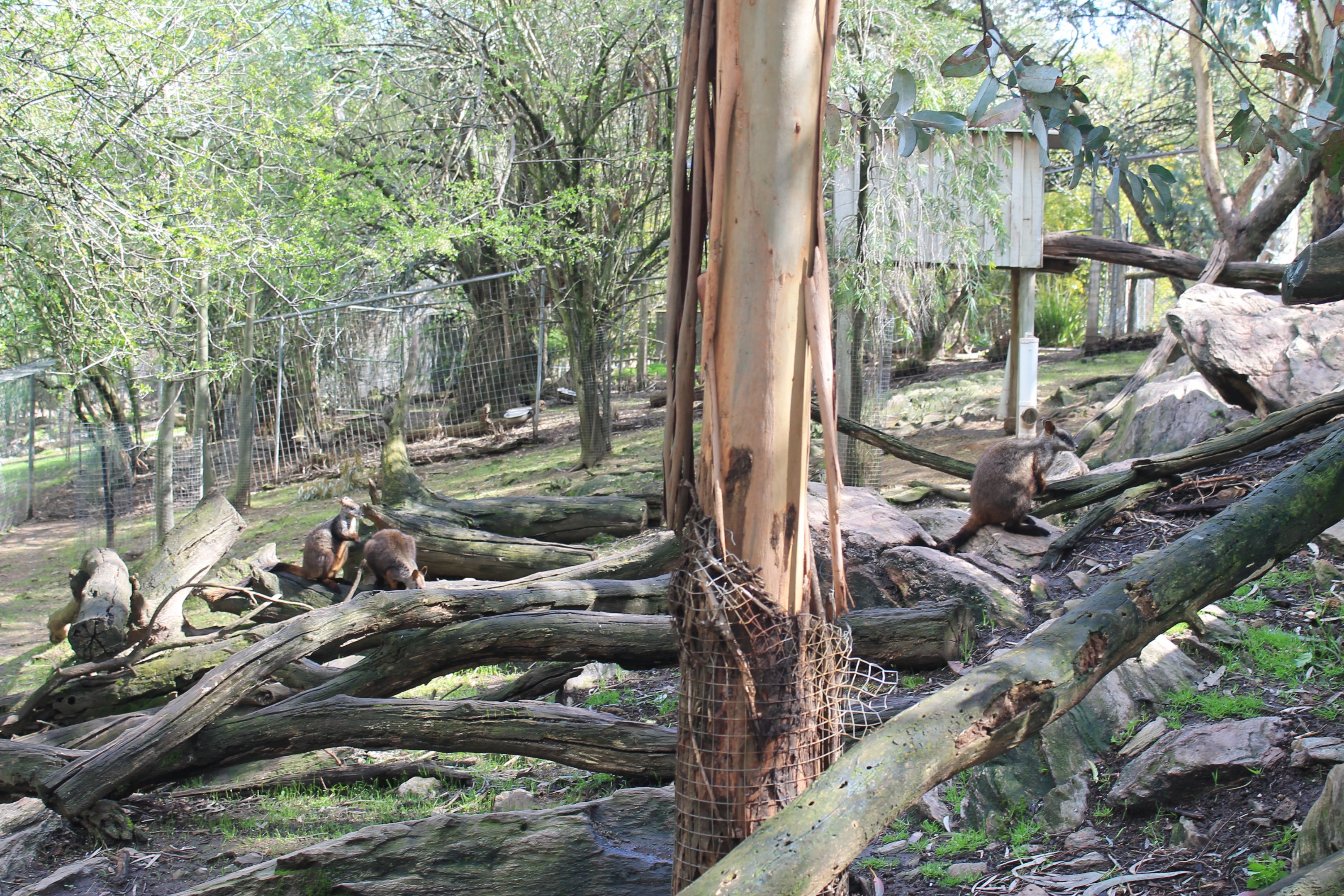 Brush-tailed Rock Wallaby enclosure