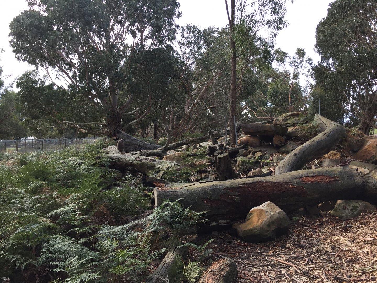 Brush-tailed Rock Wallaby Exhibit