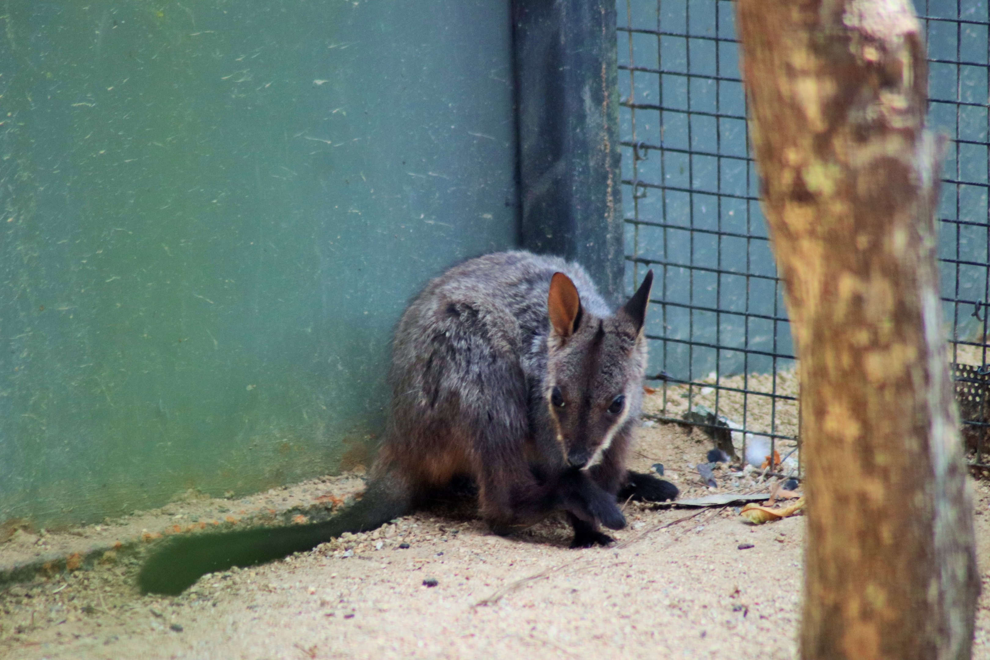 Brush-tailed Rock Wallaby Joey (Petrogale penicillata)