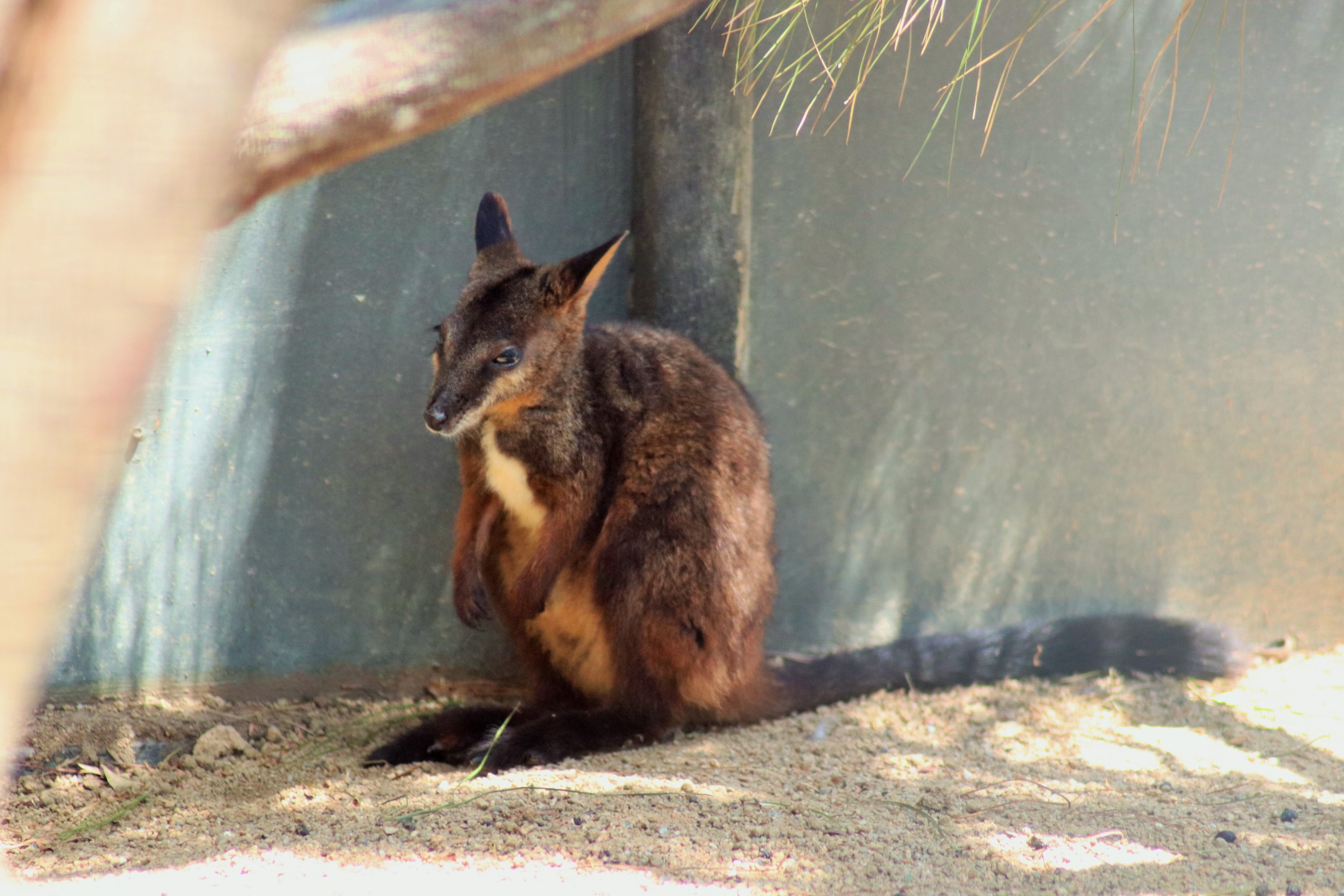 Brush-tailed Rock Wallaby Joey (Petrogale penicillata)