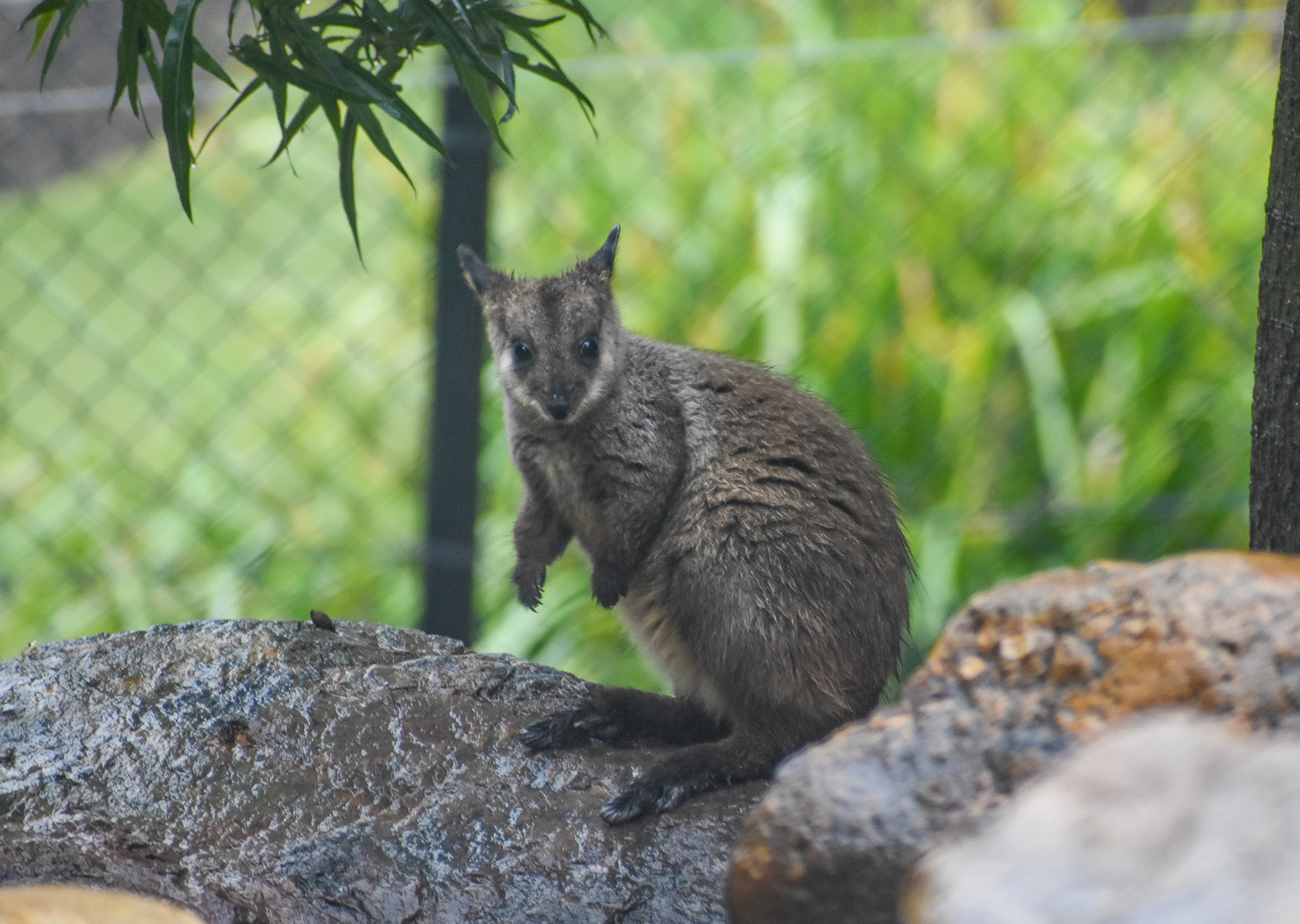 Brush-tailed Rock-Wallaby Joey