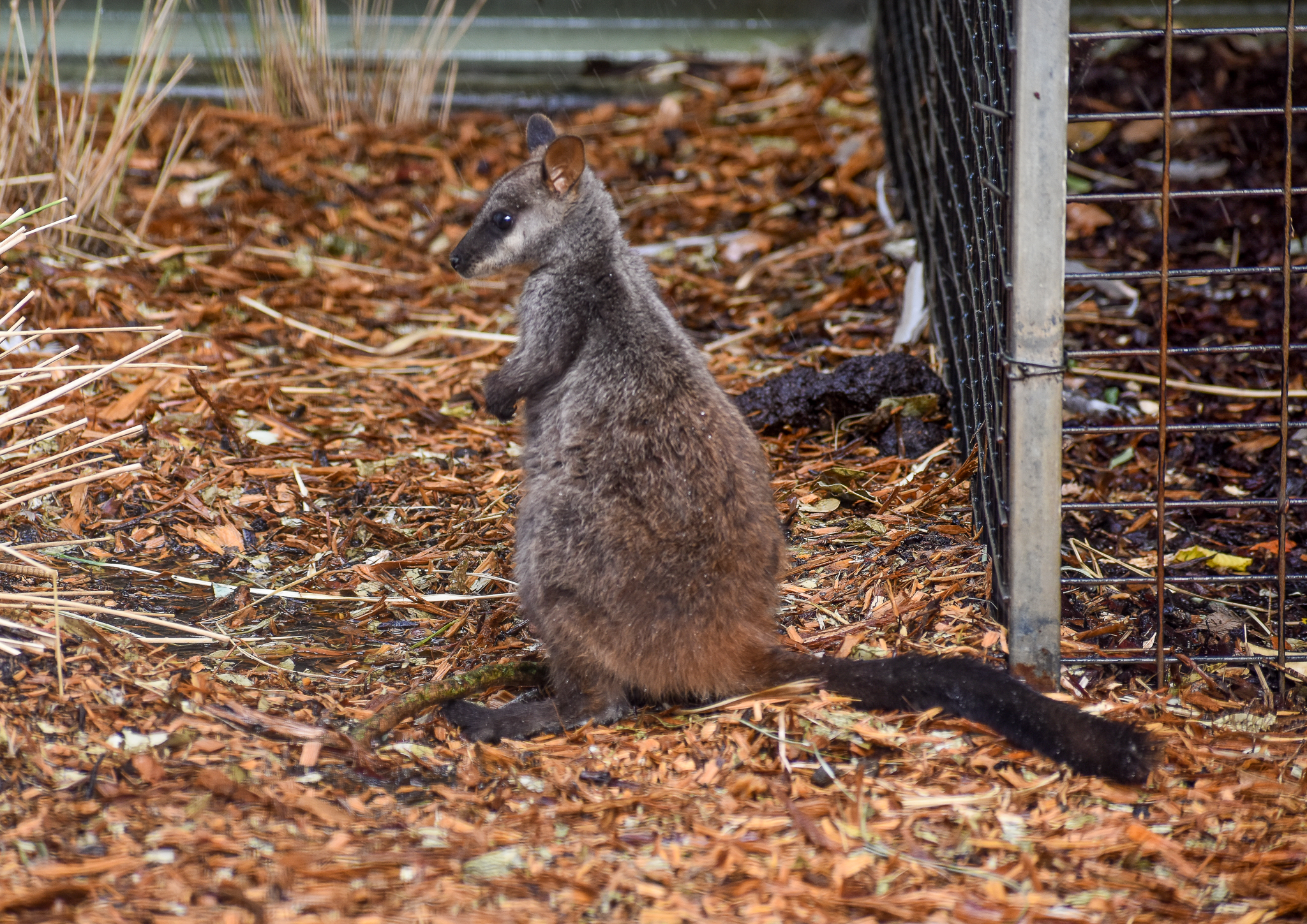 Brush-tailed Rock-Wallaby joey