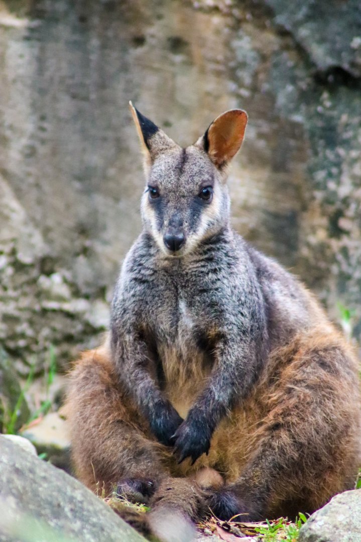 Brush-tailed Rock Wallaby (Petrogale penicillata) - Male