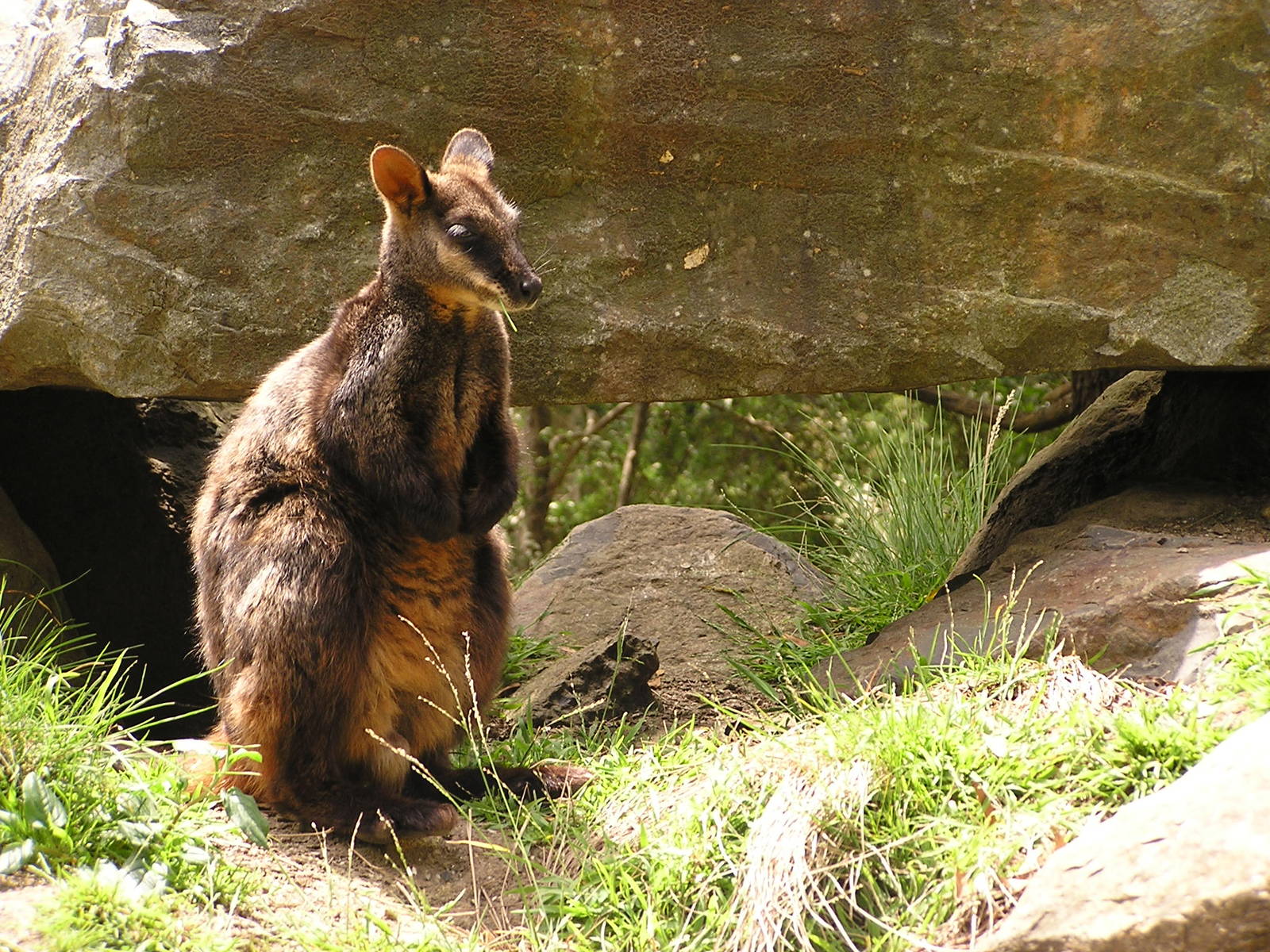 Brush-tailed rock wallaby/ Petrogale penicillata