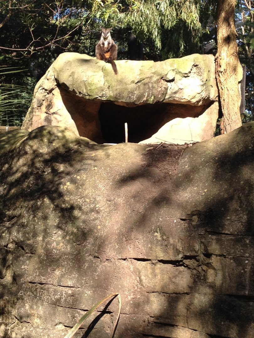 Brush-tailed Rock-wallaby (Petrogale penicillata)