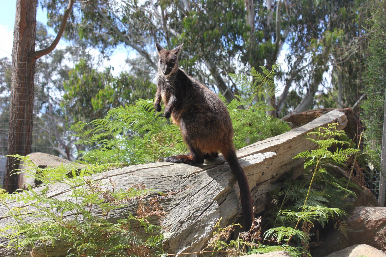 Brush-tailed Rock-wallaby (Petrogale penicillata)