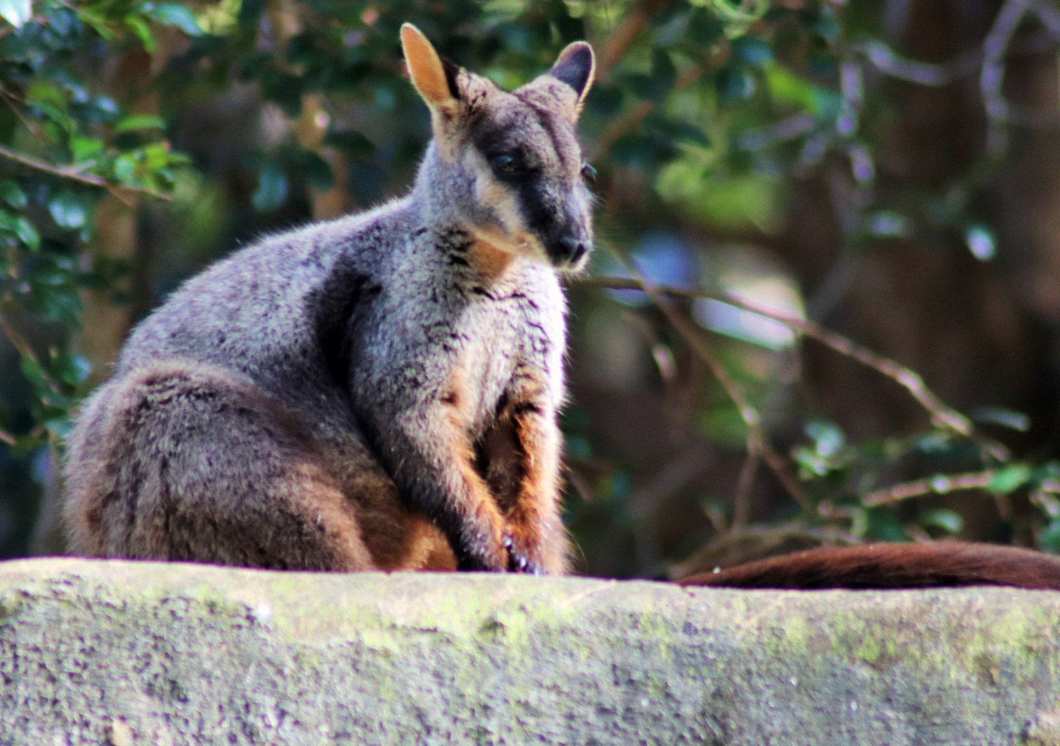 Brush-tailed Rock Wallaby (Petrogale penicillata)