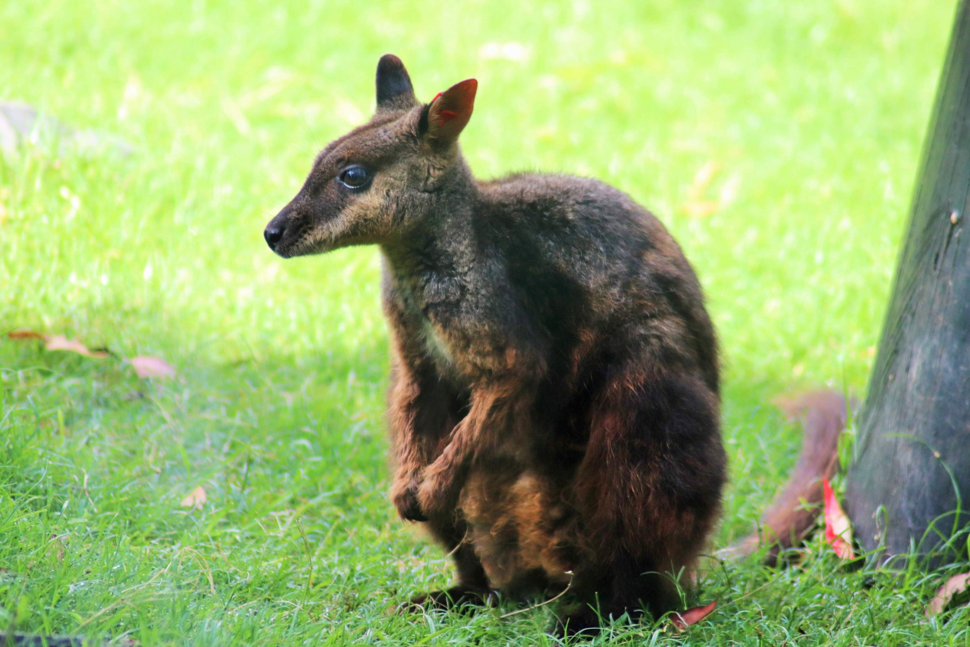 Brush-tailed Rock Wallaby (Petrogale penicillata)