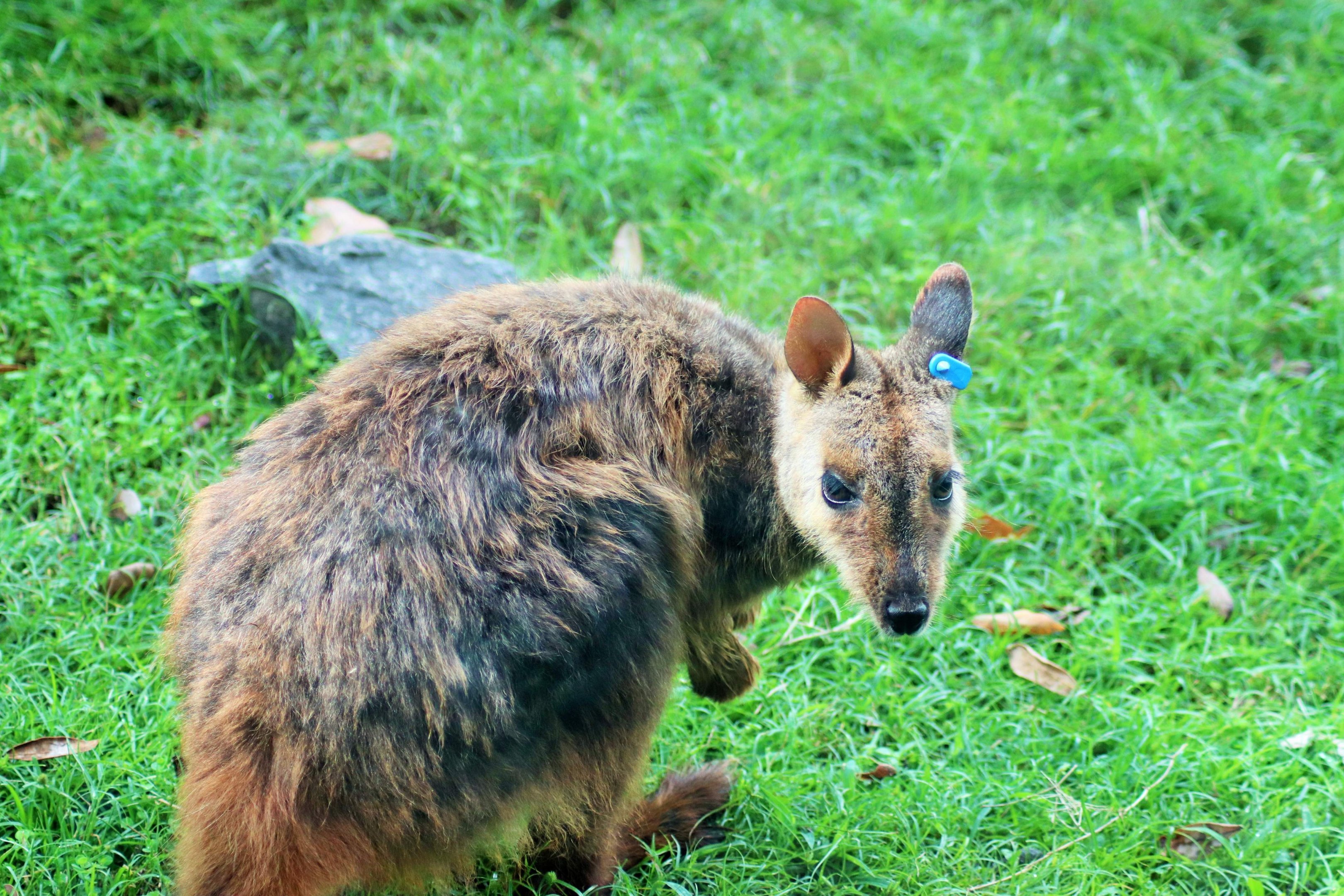 Brush-tailed Rock Wallaby (Petrogale penicillata)