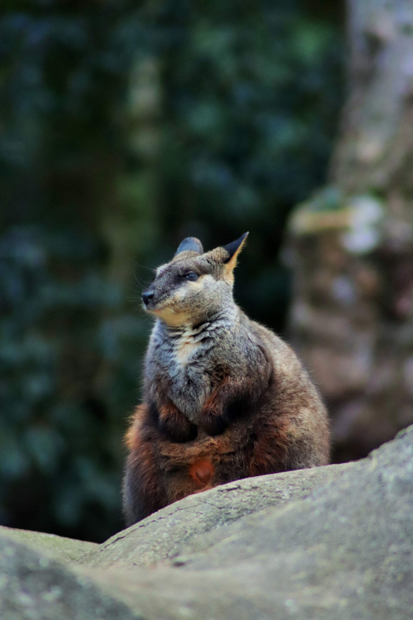 Brush-tailed Rock Wallaby (Petrogale penicillata)