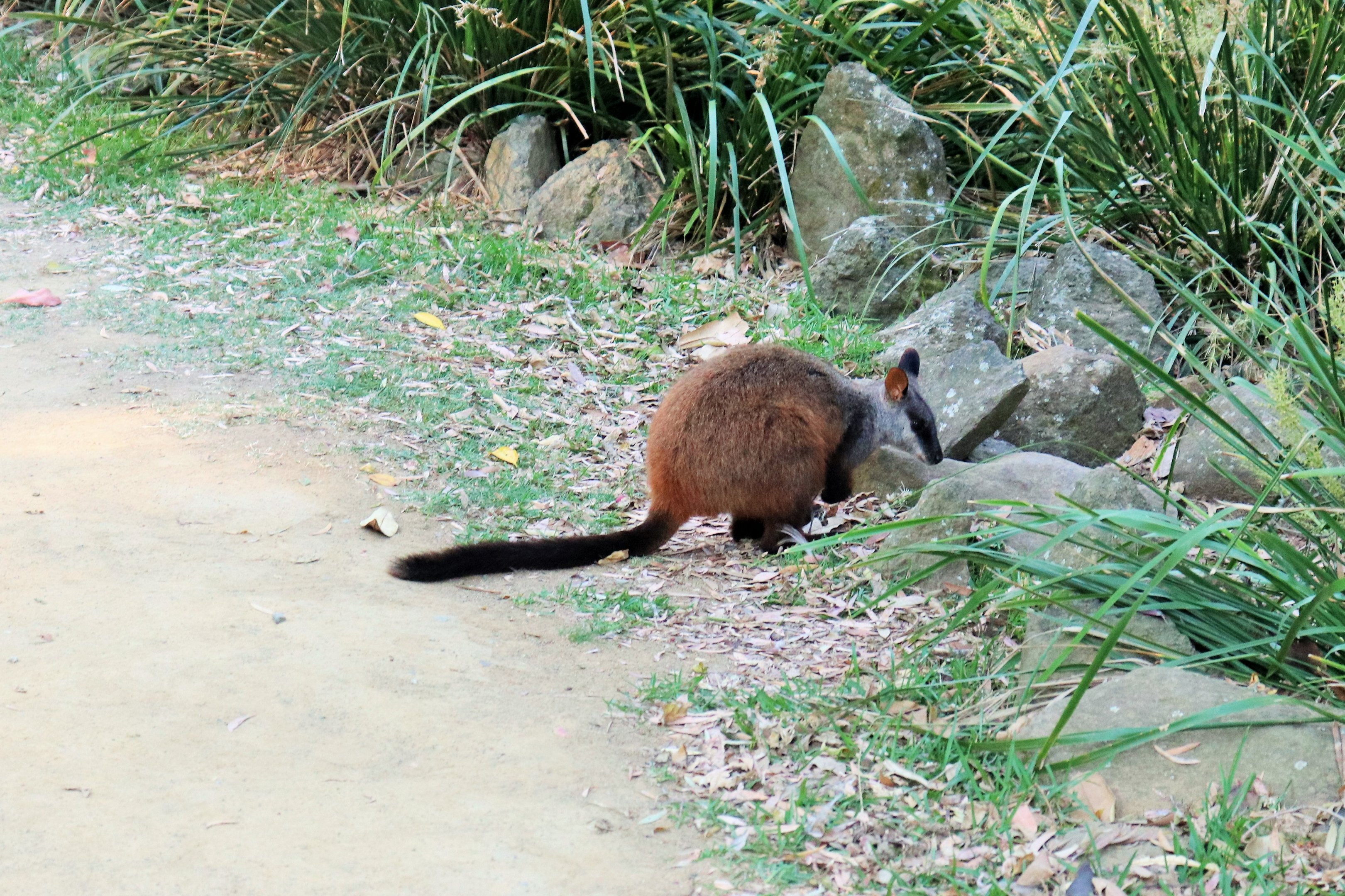 Brush-tailed Rock Wallaby (Petrogale penicillata)