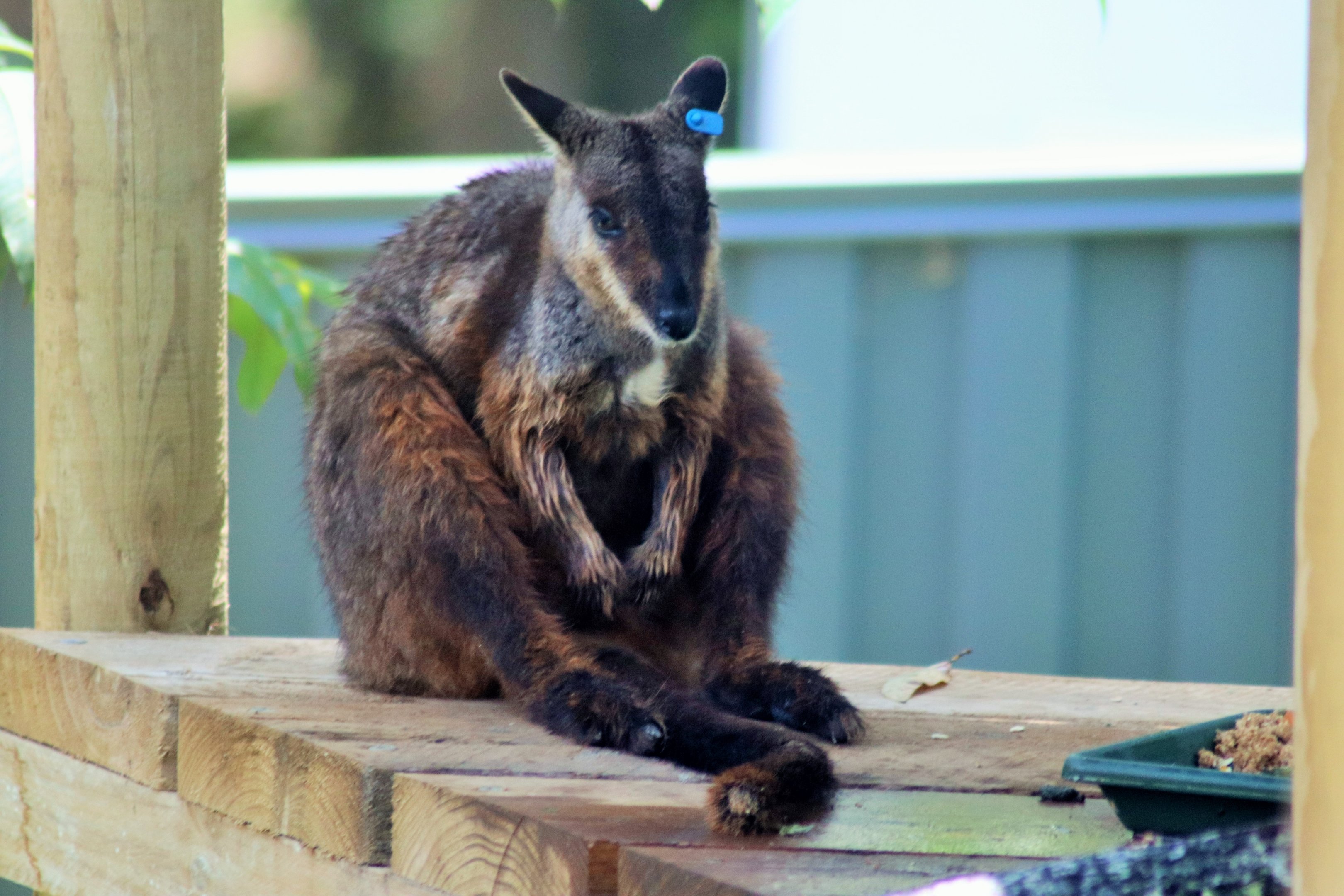 Brush-tailed Rock Wallaby (Petrogale penicillata)