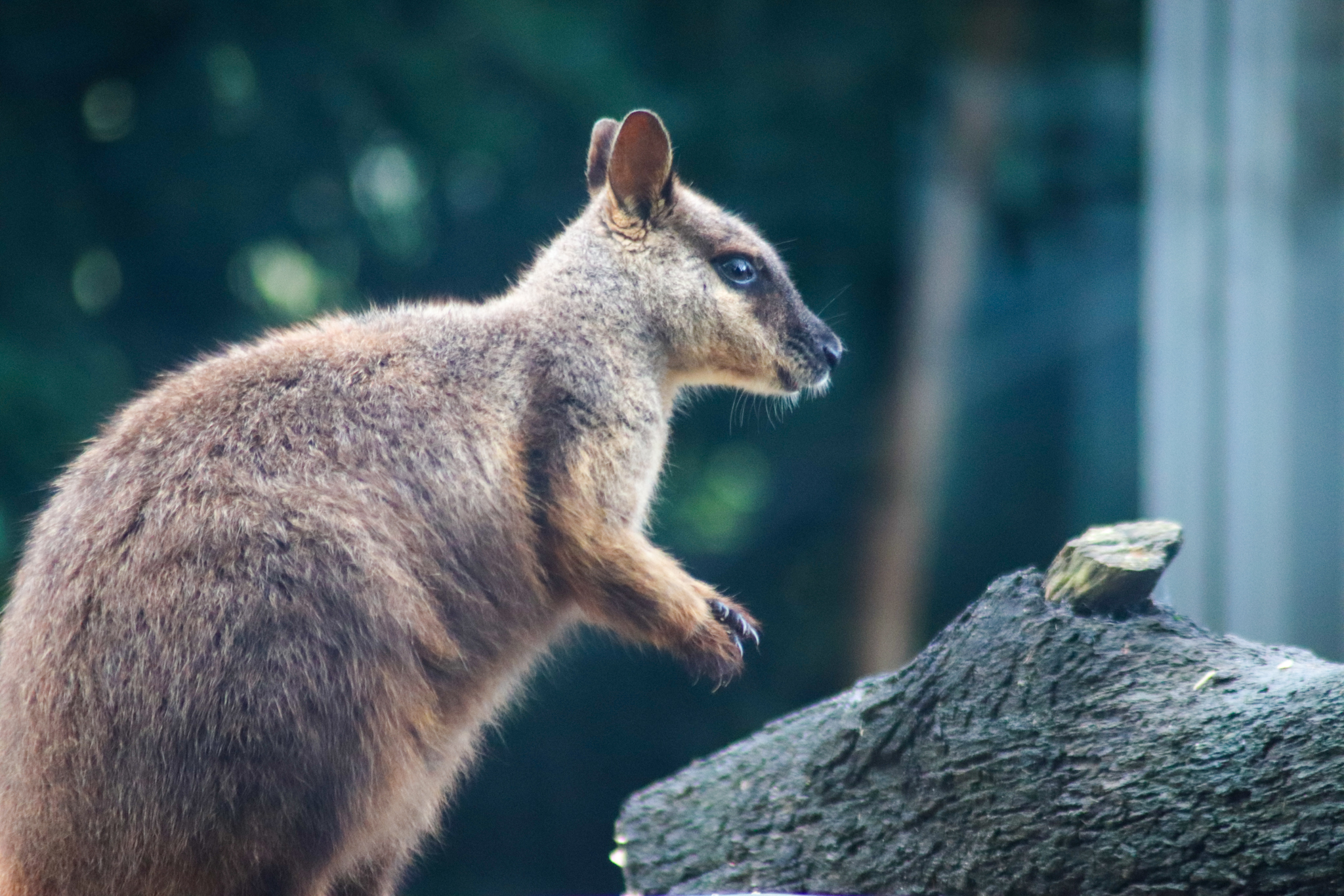 Brush-tailed Rock Wallaby (Petrogale penicillata)