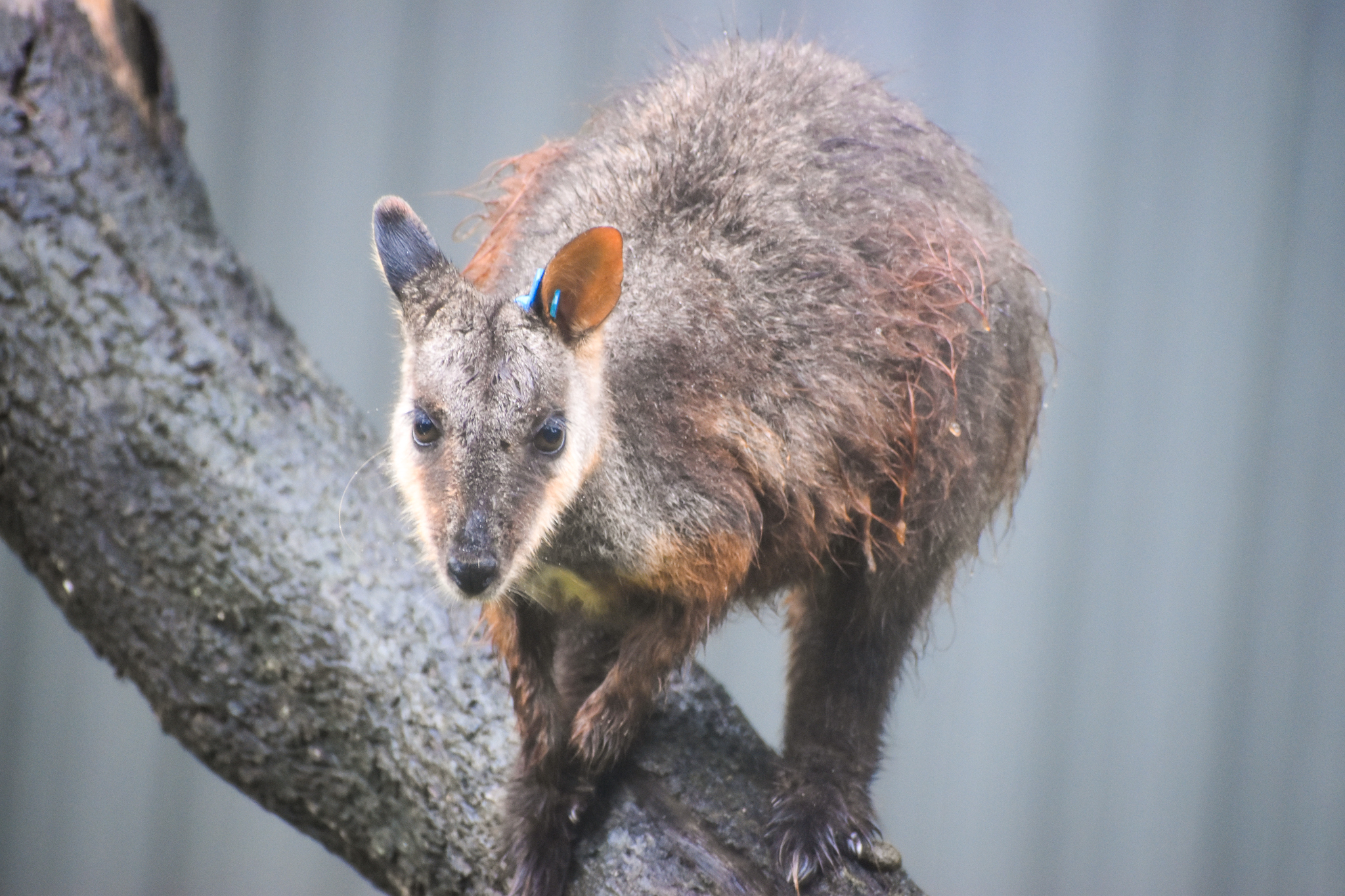 Brush-tailed Rock Wallaby (Petrogale penicillata)