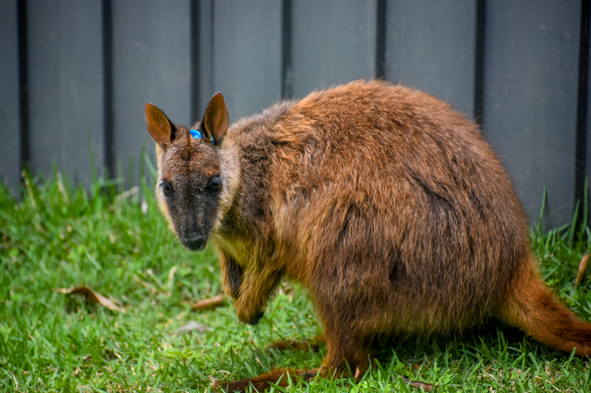 Brush-tailed Rock-wallaby (Petrogale penicillata)